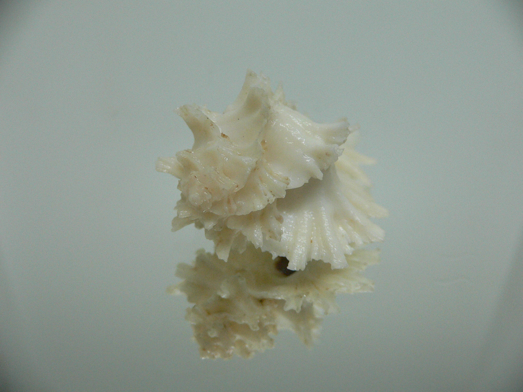 Homalocantha secunda ALBINO