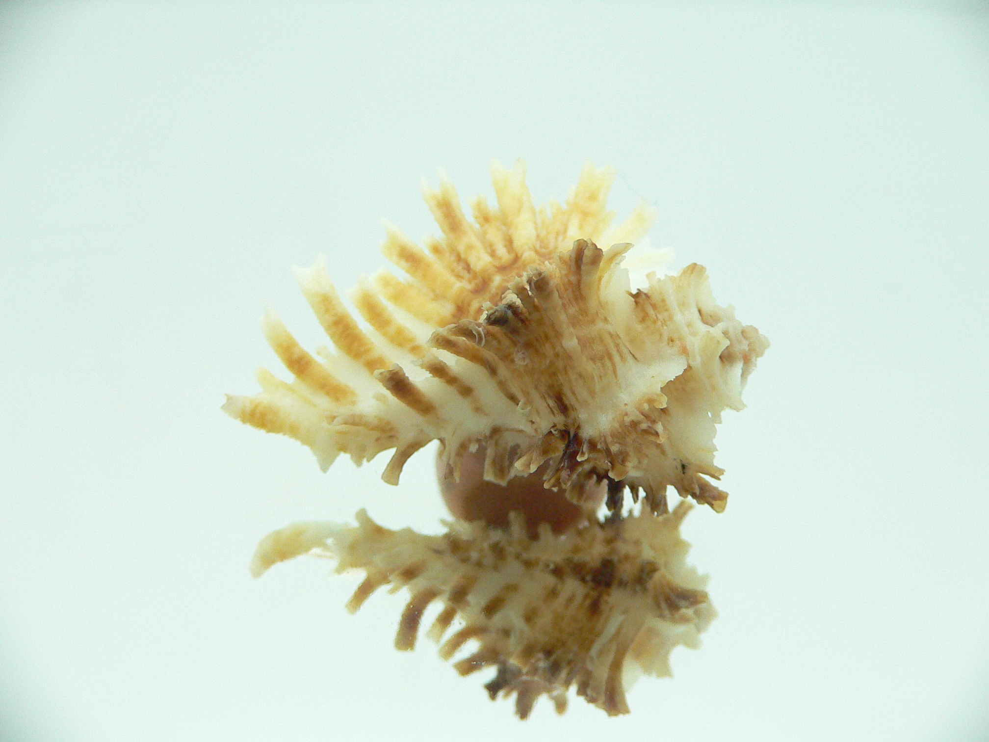 Homalocantha secunda WHITE-YELLOW