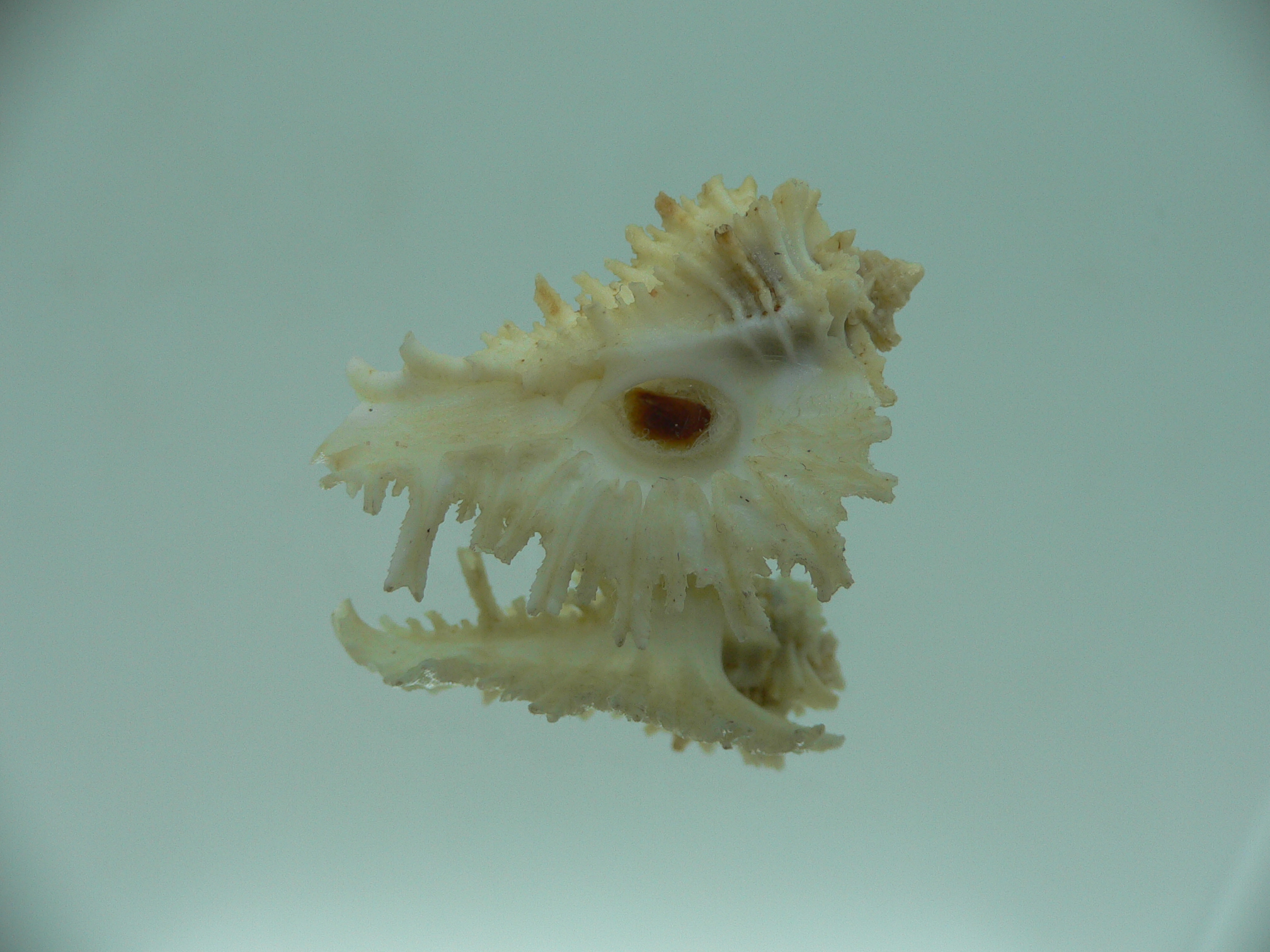 Homalocantha secunda WHITE-YELLOW