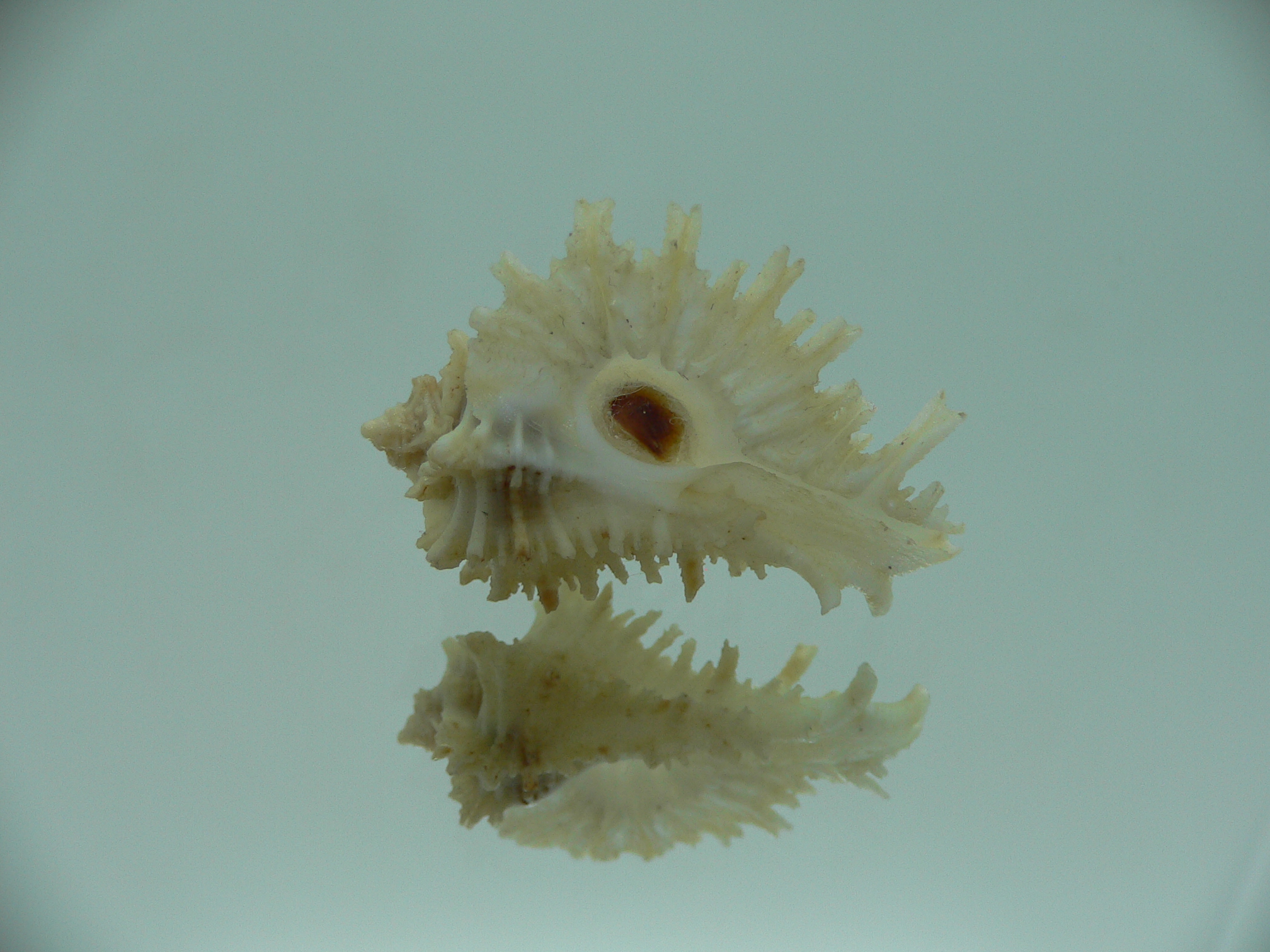 Homalocantha secunda WHITE-YELLOW