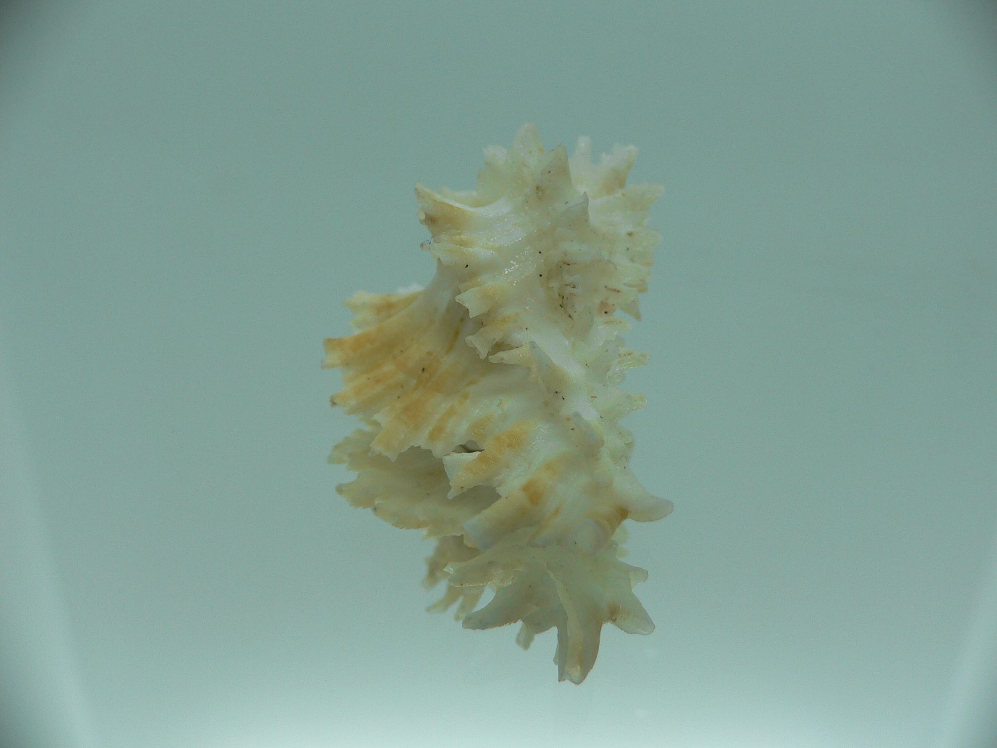 Homalocantha secunda WHITE-YELLOW