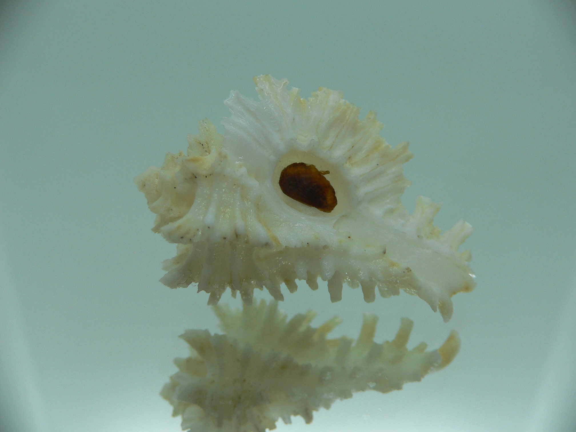 Homalocantha secunda WHITE-YELLOW