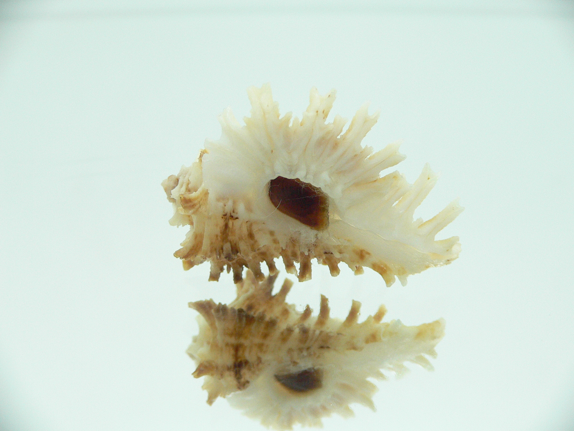 Homalocantha secunda WHITE-YELLOW