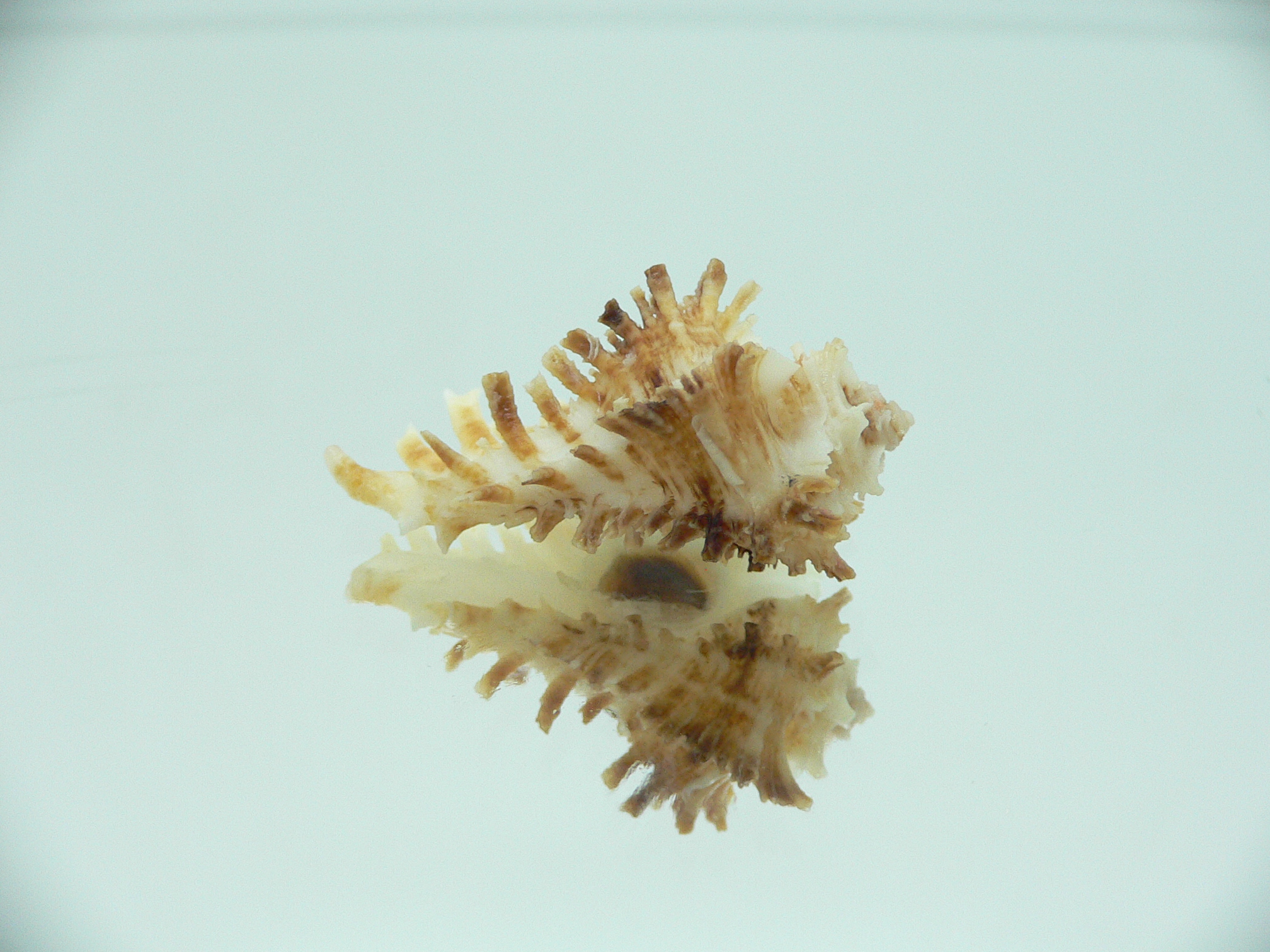 Homalocantha secunda WHITE-YELLOW