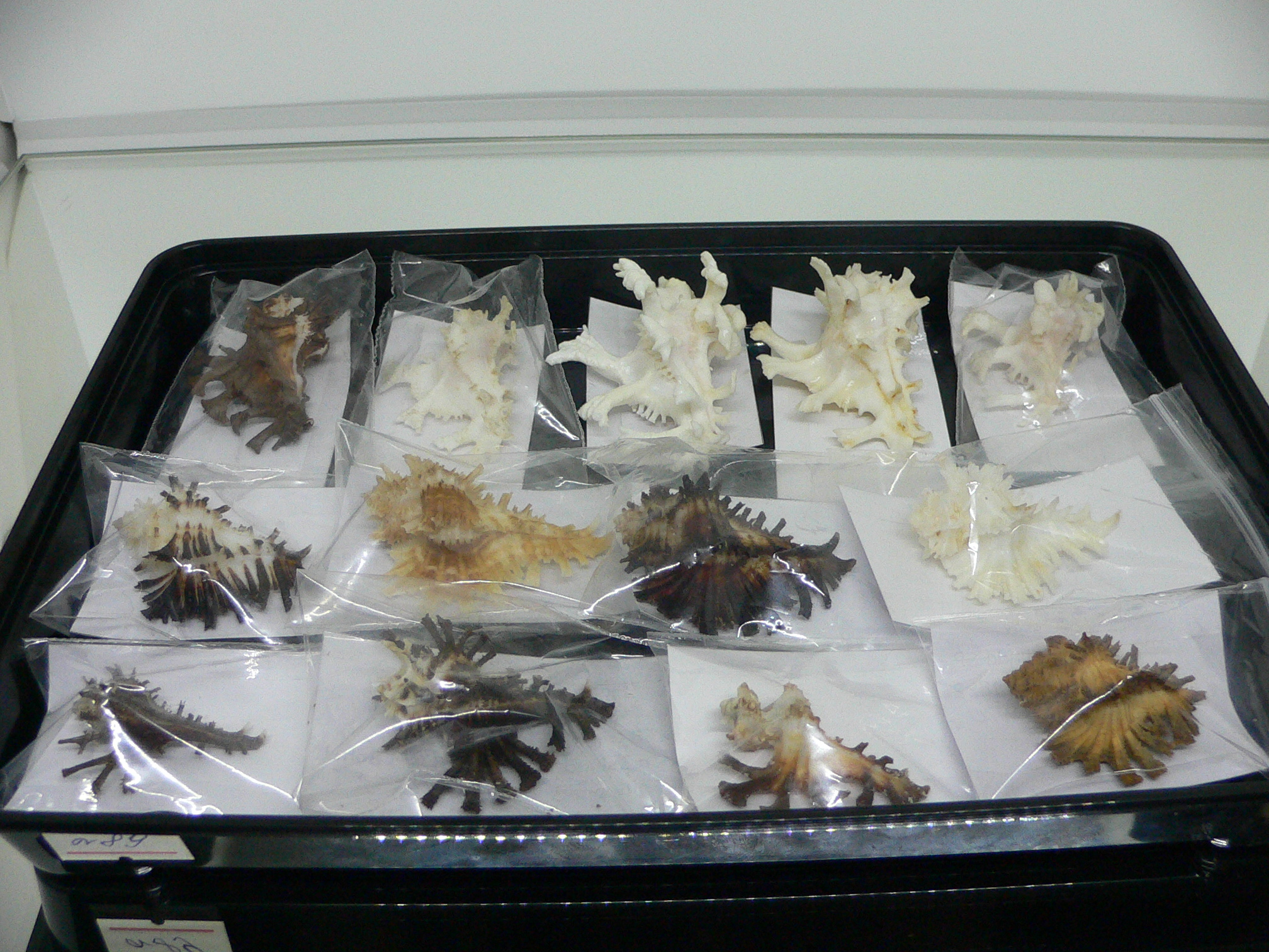 Homalocantha secunda WHITE-YELLOW
