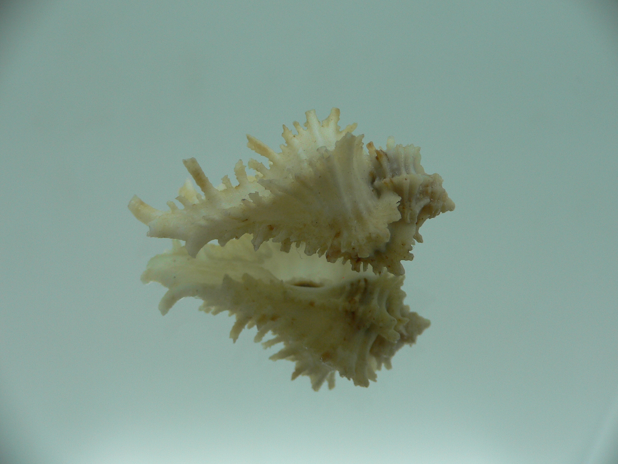 Homalocantha secunda WHITE-YELLOW