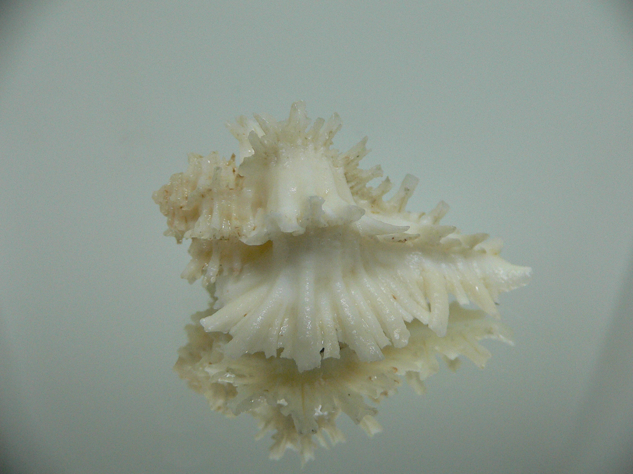 Homalocantha secunda ALBINO