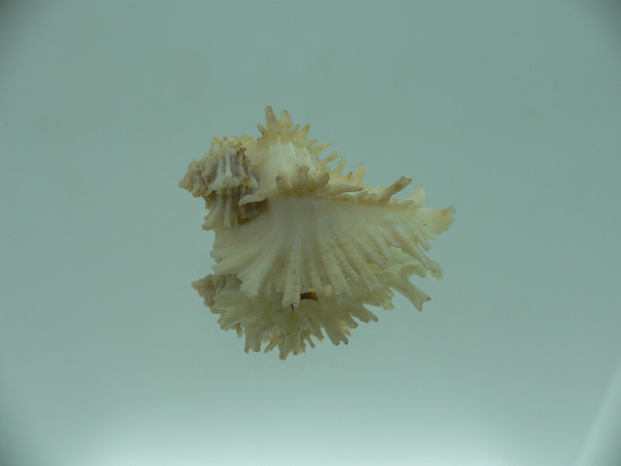 Homalocantha secunda WHITE-YELLOW