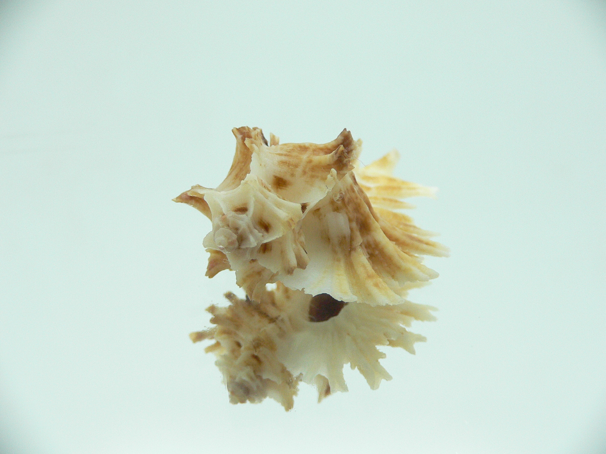 Homalocantha secunda WHITE-YELLOW