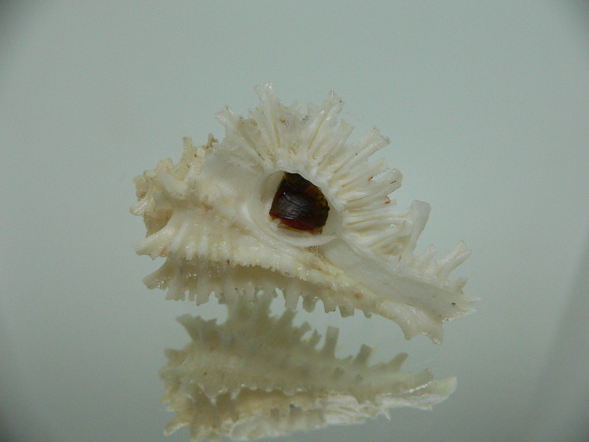 Homalocantha secunda ALBINO