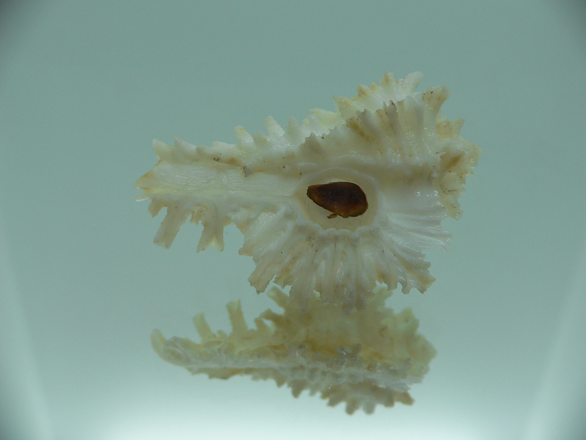 Homalocantha secunda WHITE-YELLOW