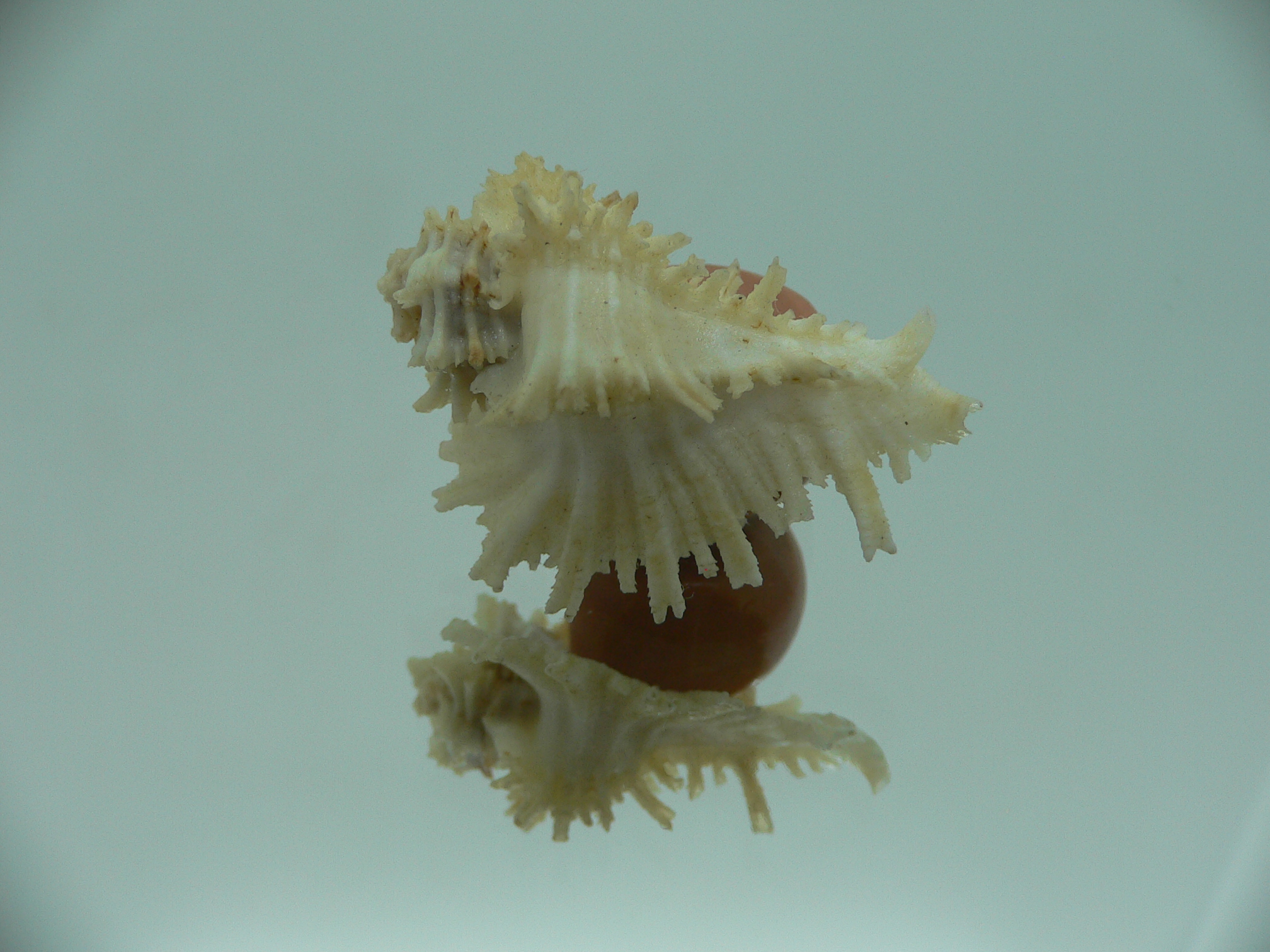 Homalocantha secunda WHITE-YELLOW