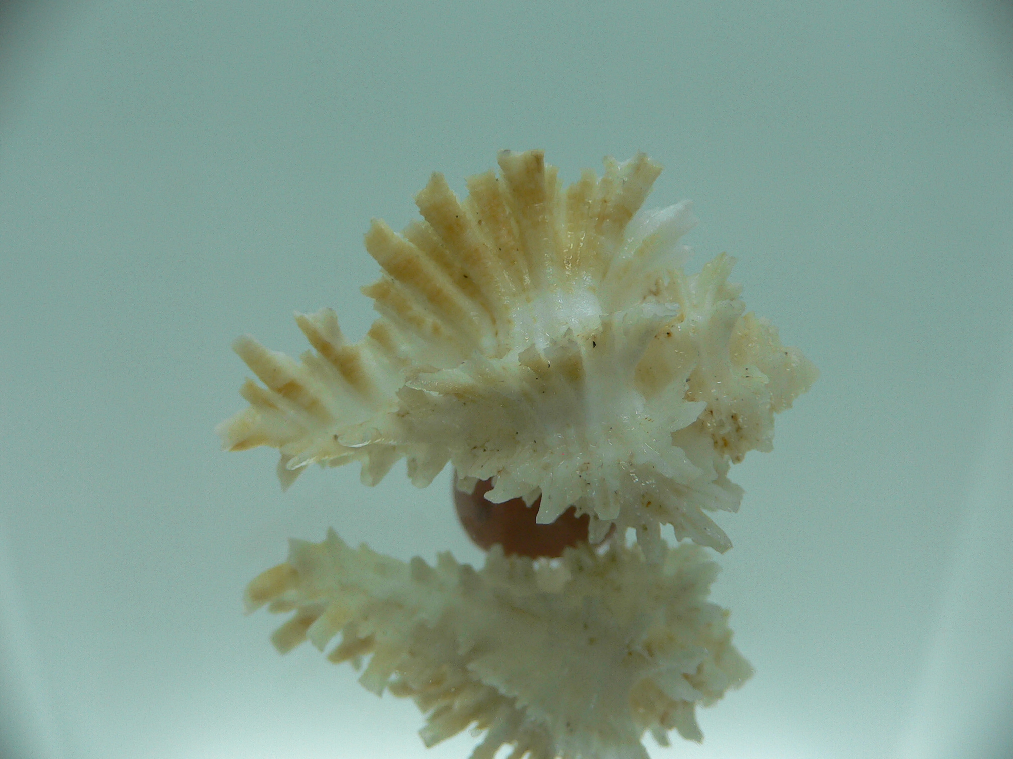 Homalocantha secunda WHITE-YELLOW