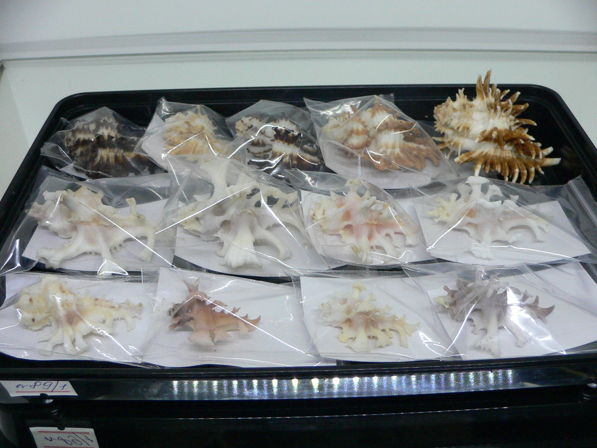 Homalocantha secunda ALBINO