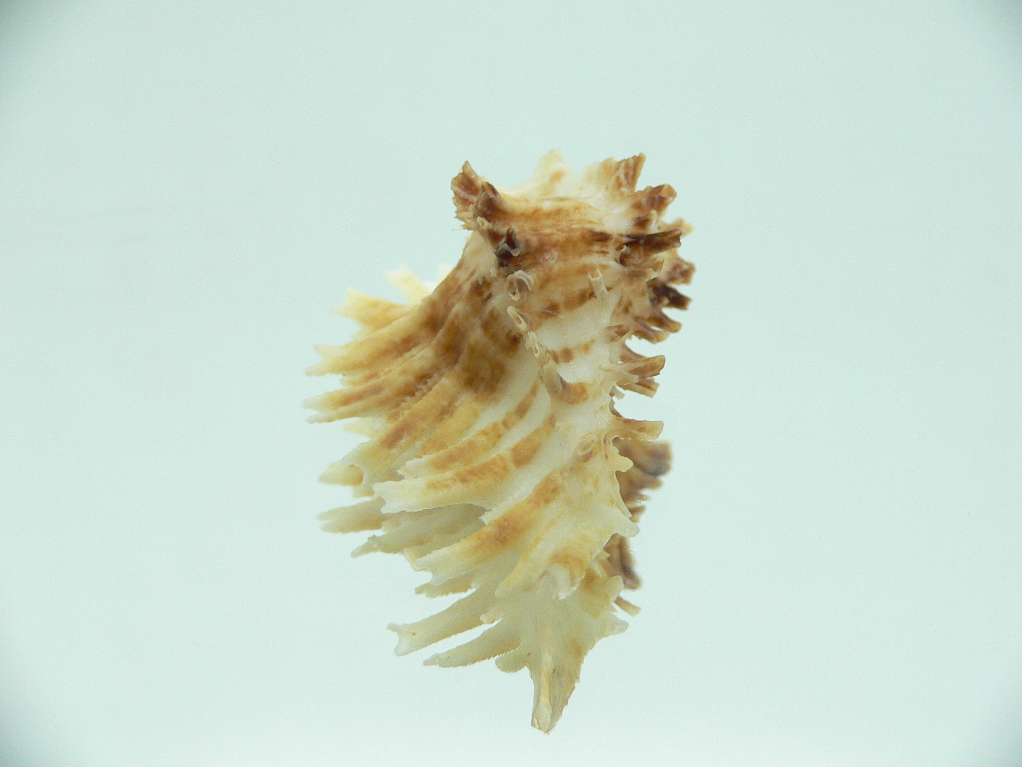 Homalocantha secunda WHITE-YELLOW