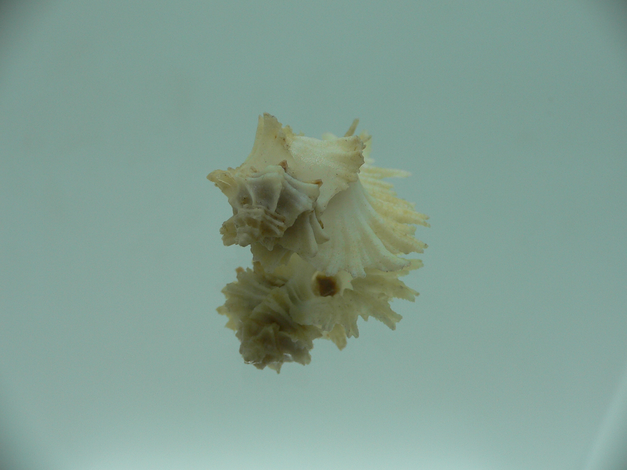 Homalocantha secunda WHITE-YELLOW