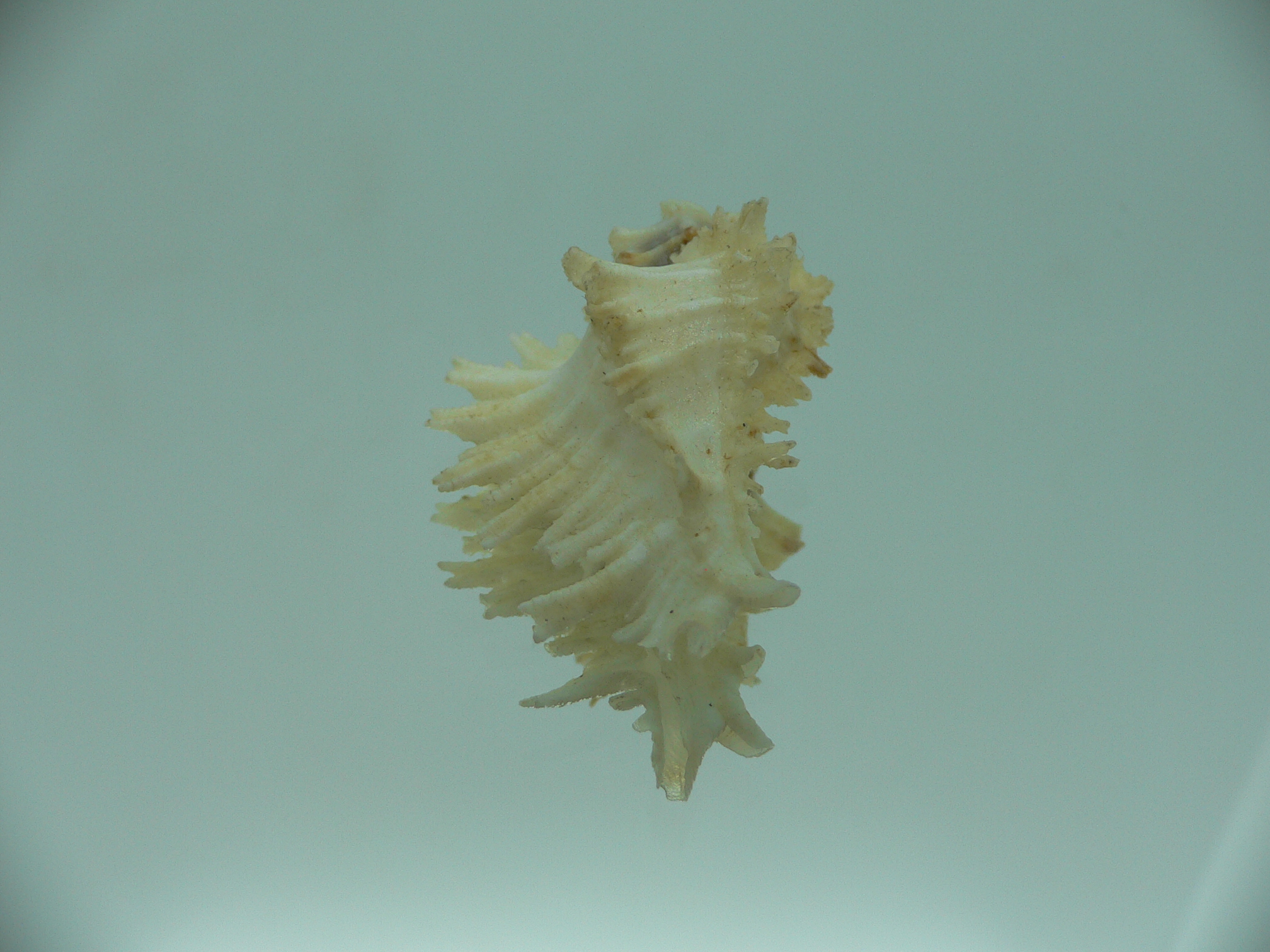 Homalocantha secunda WHITE-YELLOW