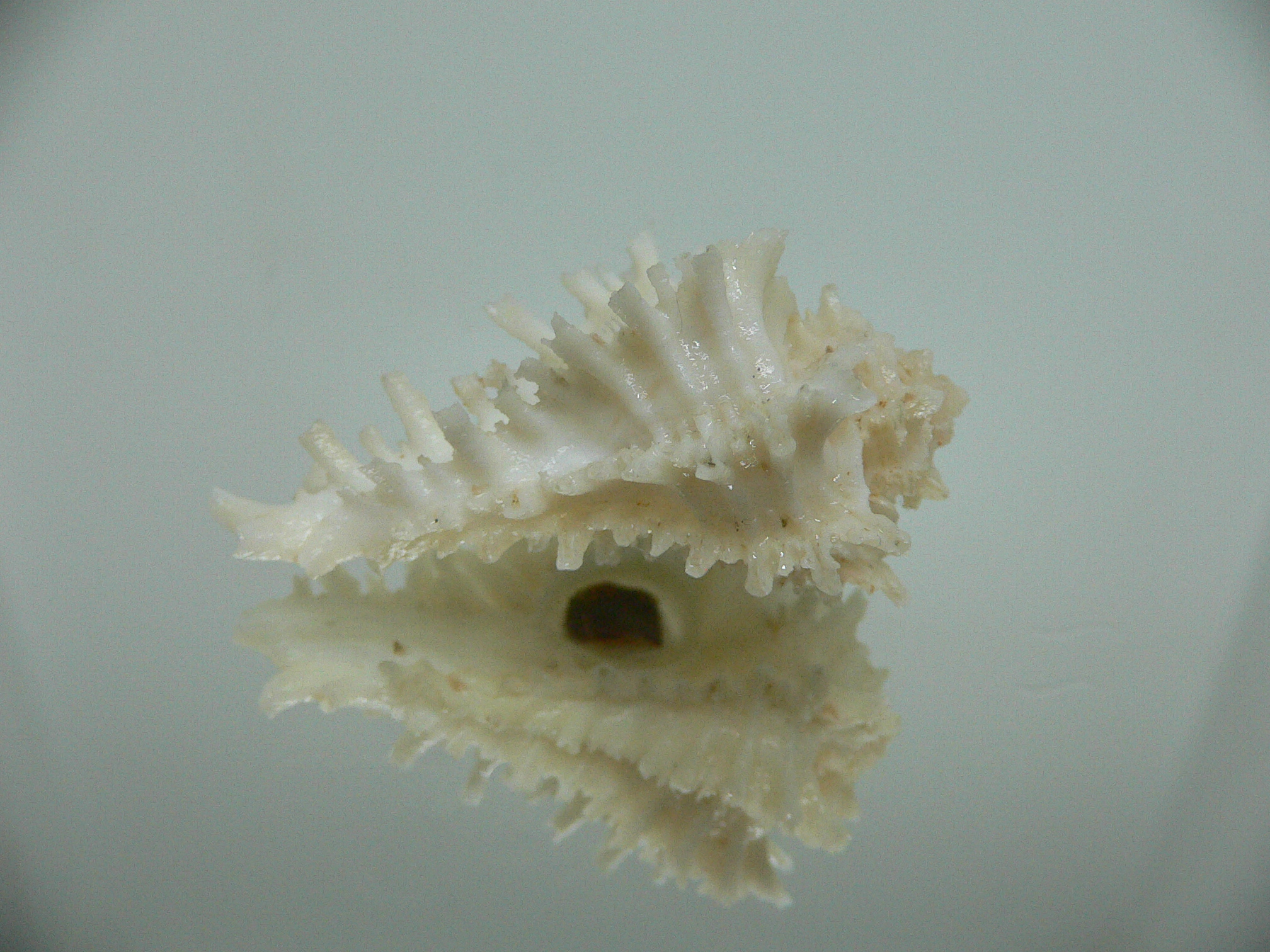 Homalocantha secunda ALBINO