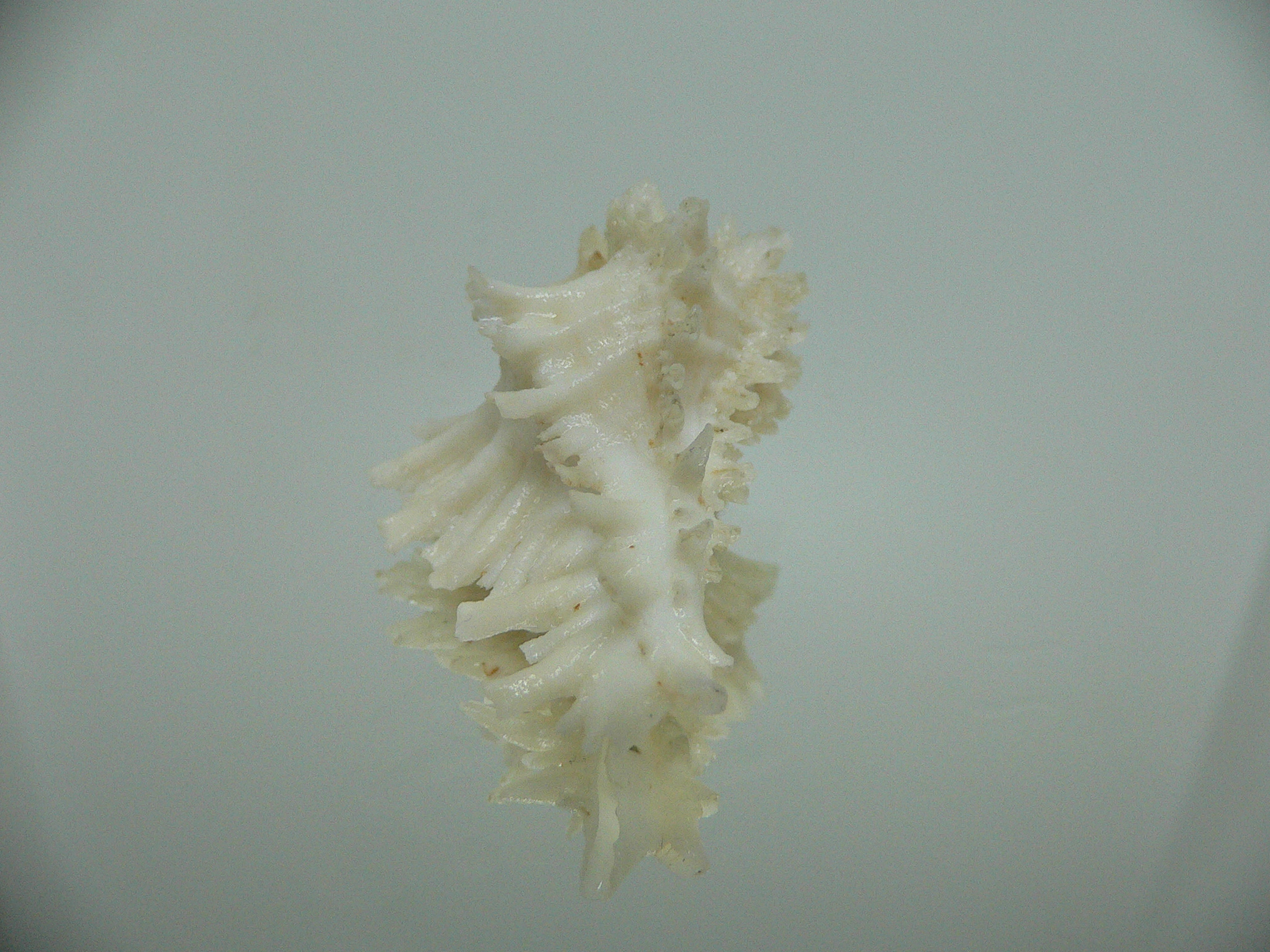 Homalocantha secunda ALBINO