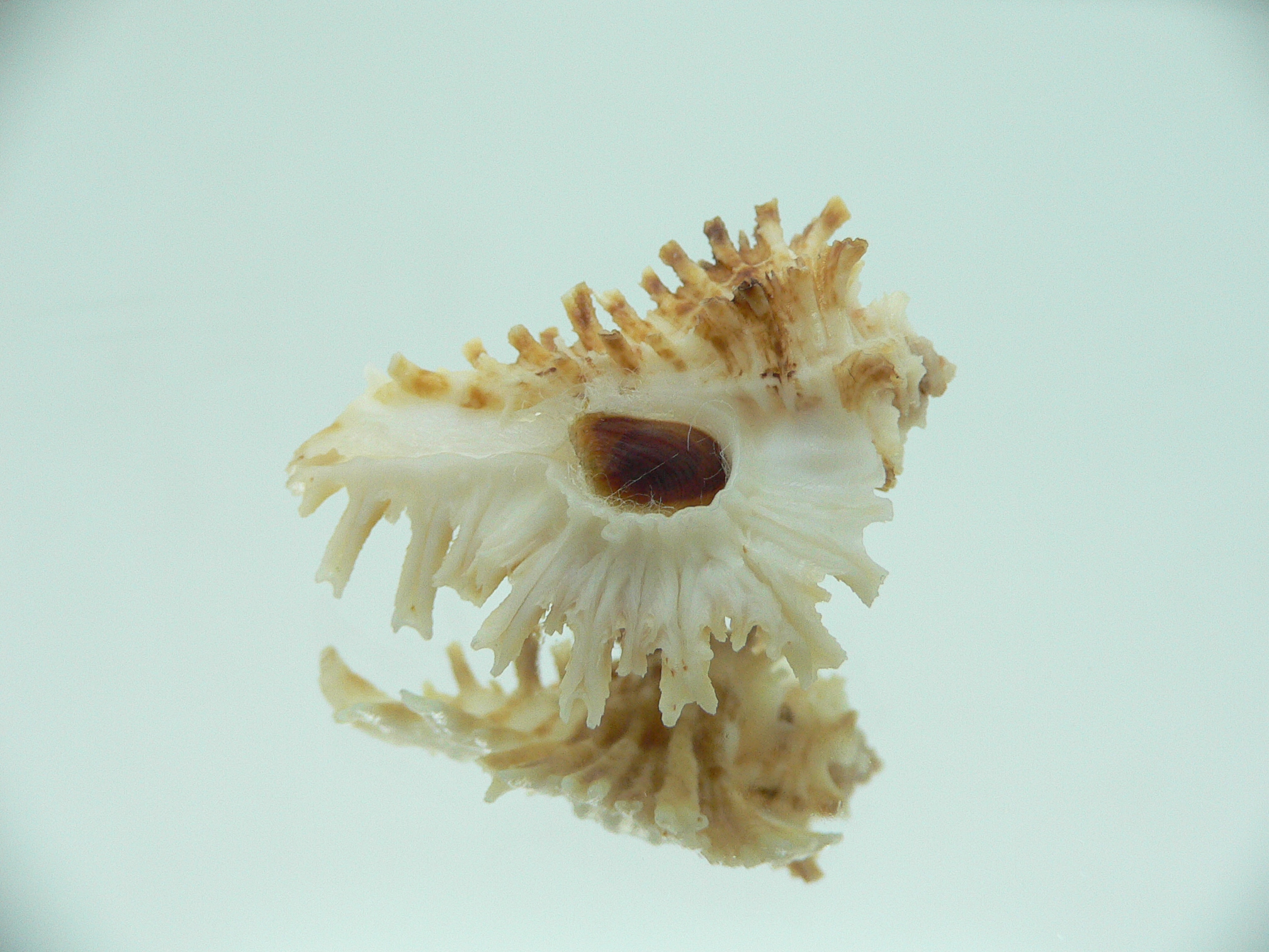 Homalocantha secunda WHITE-YELLOW