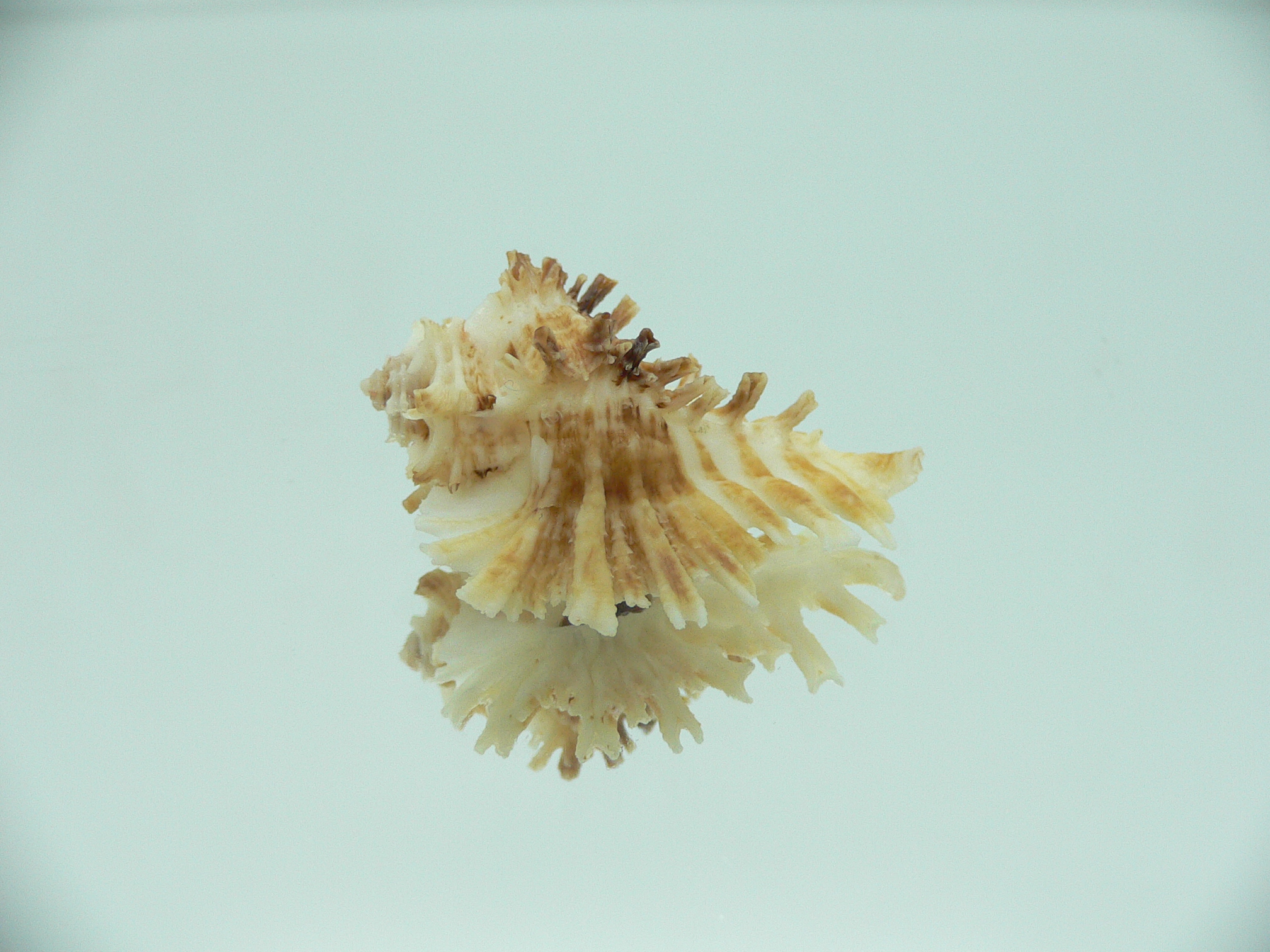 Homalocantha secunda WHITE-YELLOW