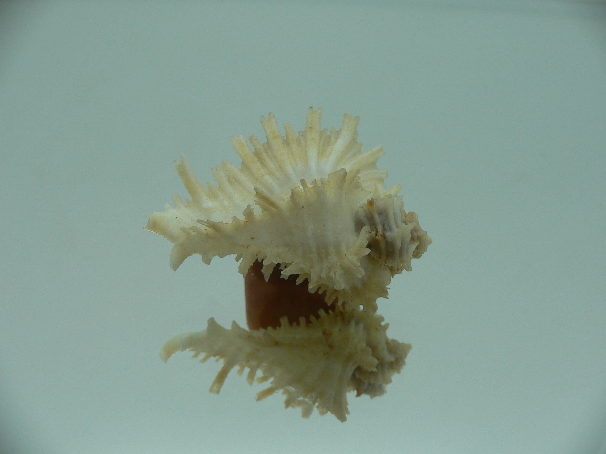 Homalocantha secunda WHITE-YELLOW