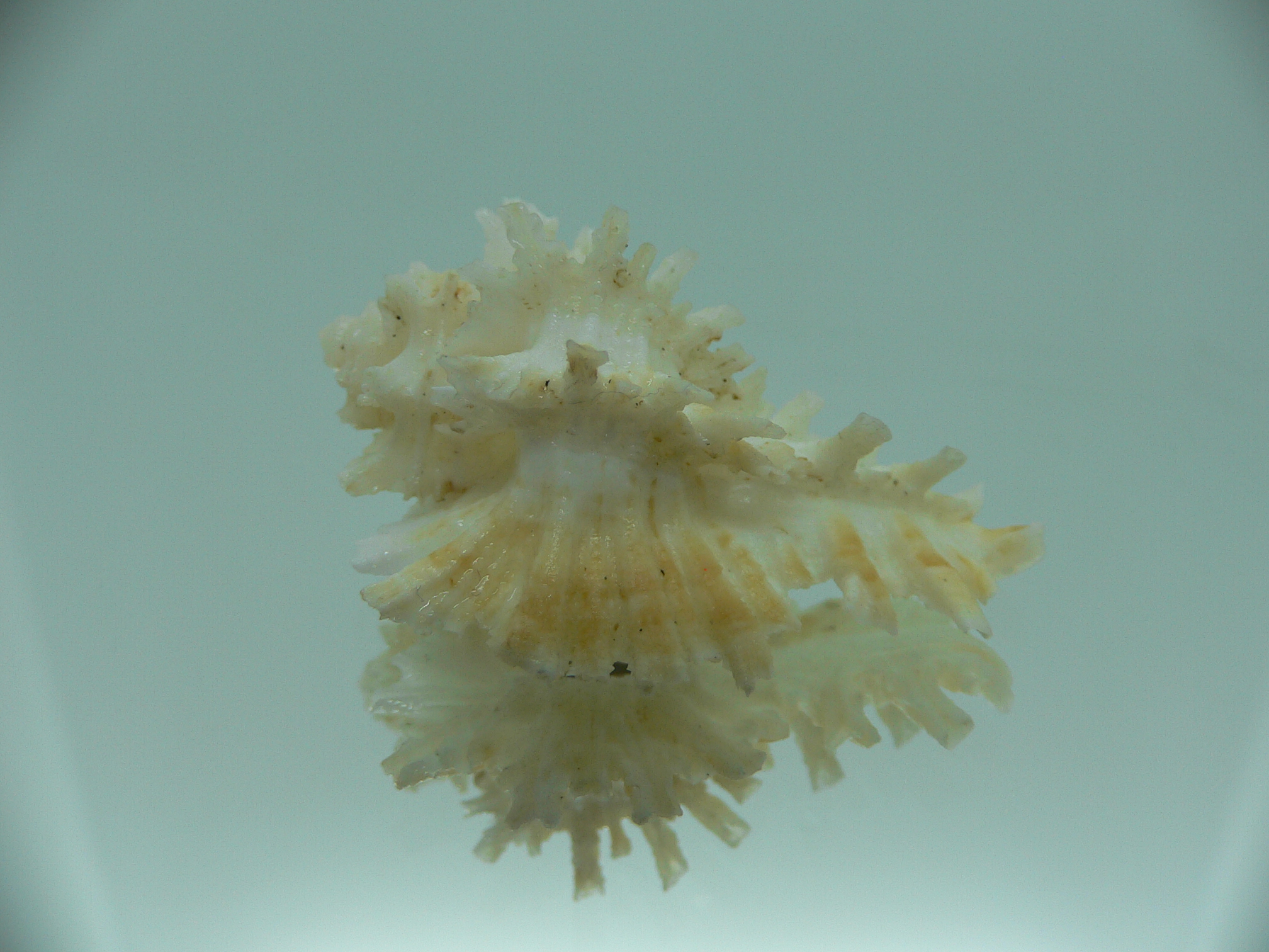 Homalocantha secunda WHITE-YELLOW