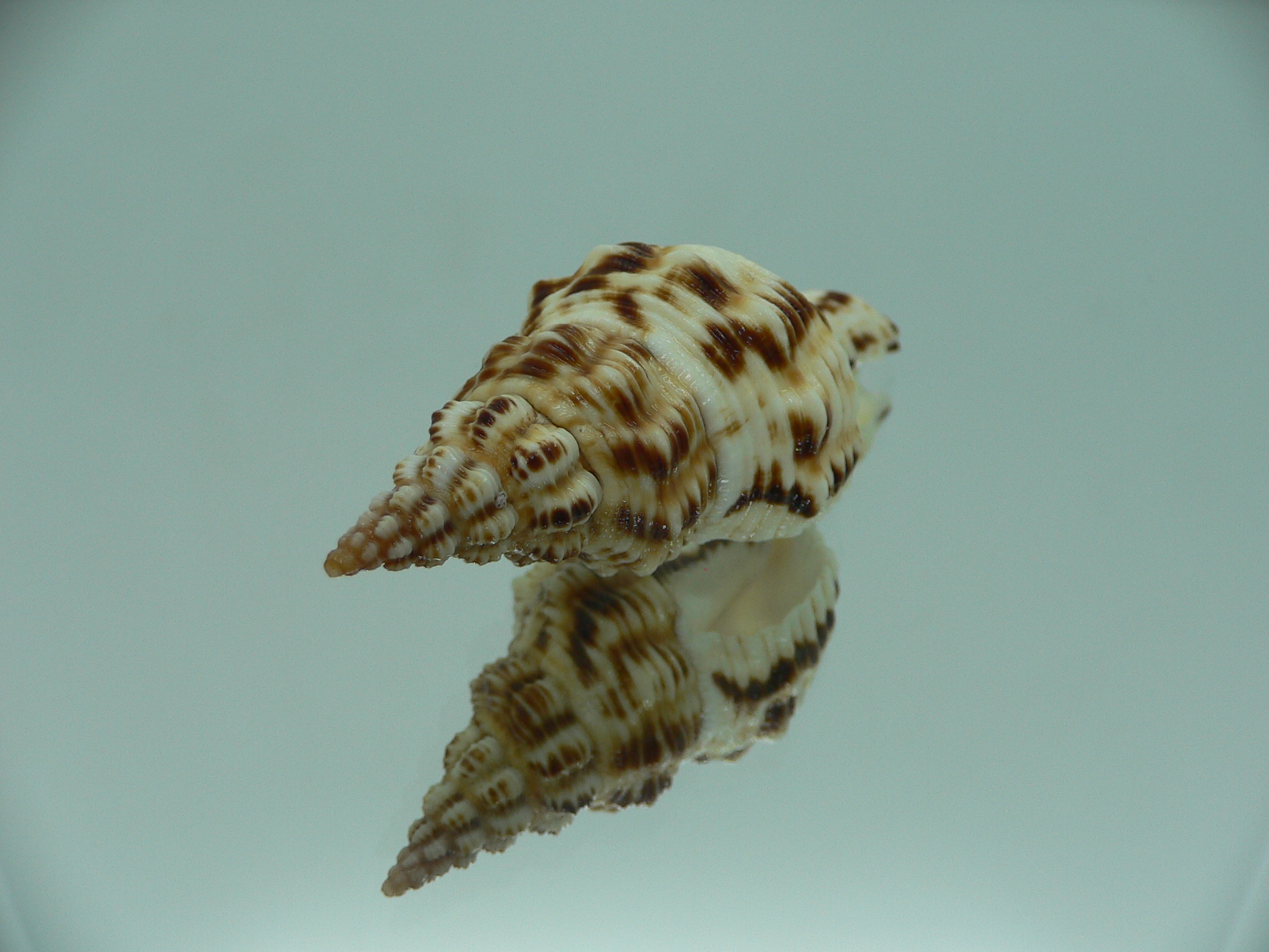 Marmorofusus nicobaricus DARK DWARF