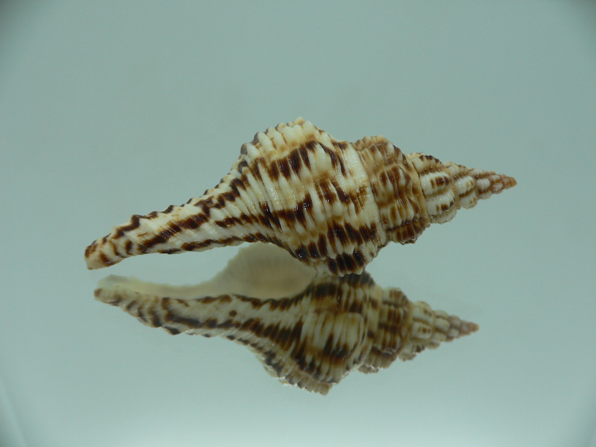 Marmorofusus nicobaricus DARK DWARF