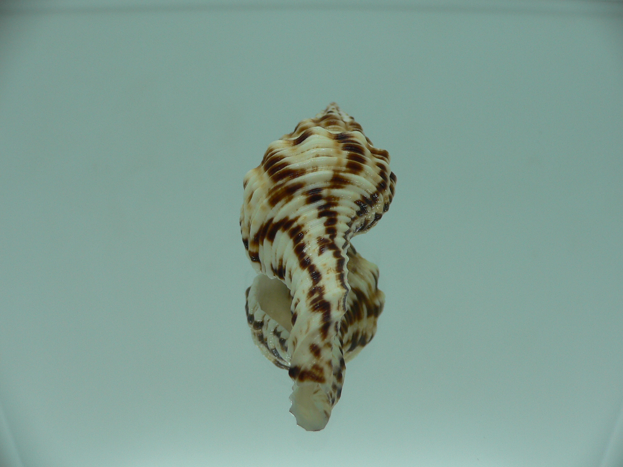 Marmorofusus nicobaricus DARK DWARF