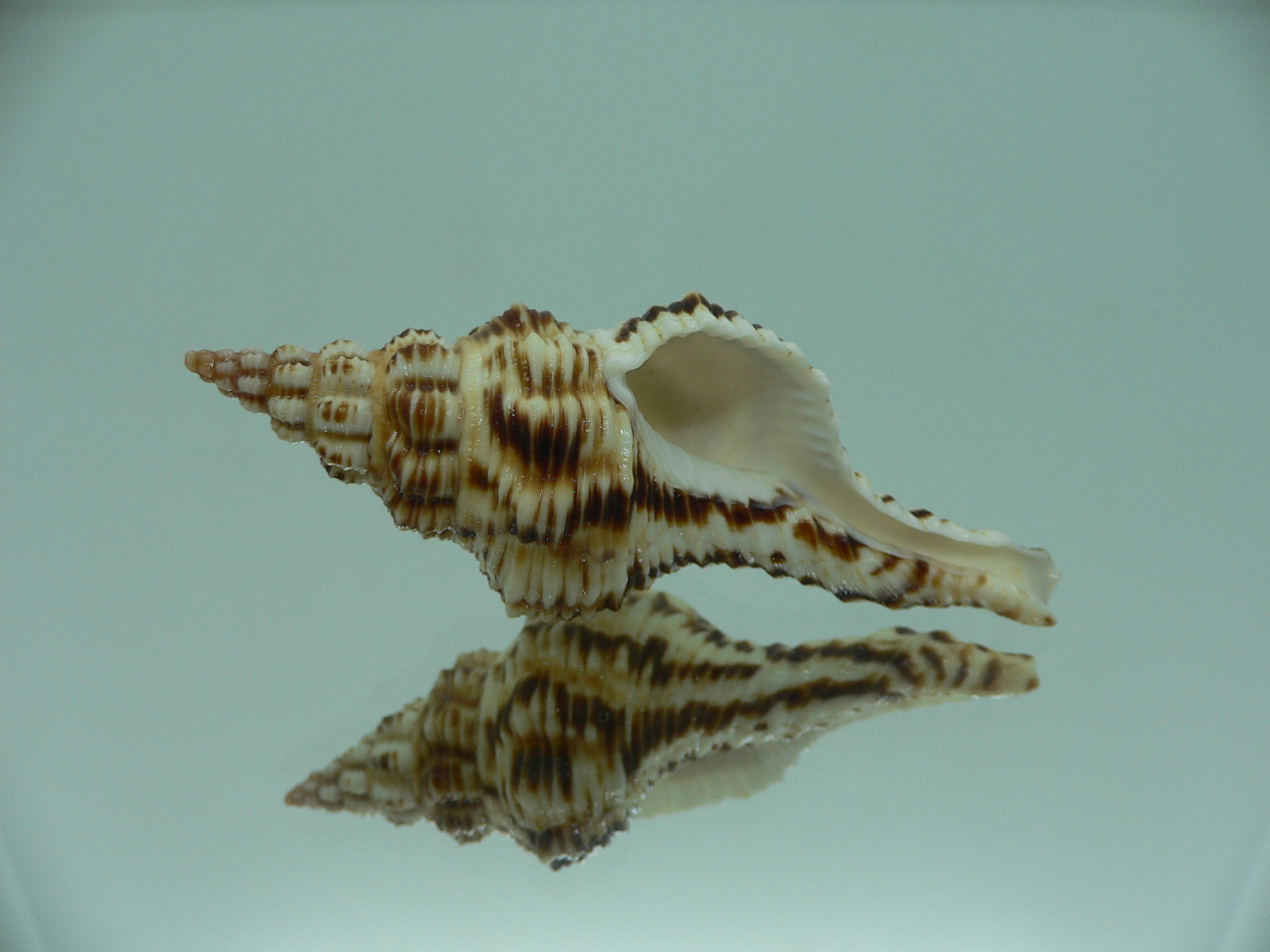 Marmorofusus nicobaricus DARK DWARF