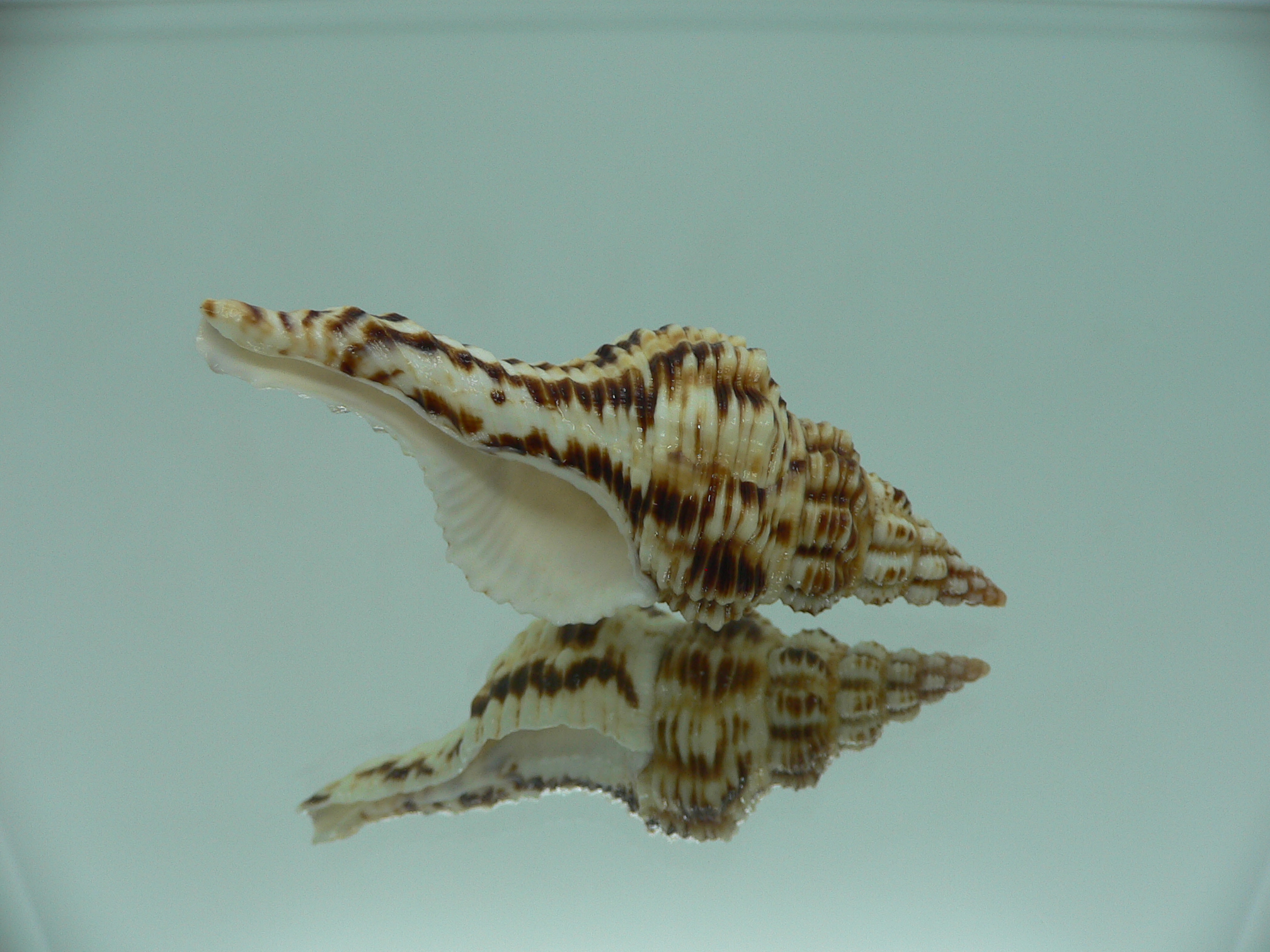 Marmorofusus nicobaricus DARK DWARF