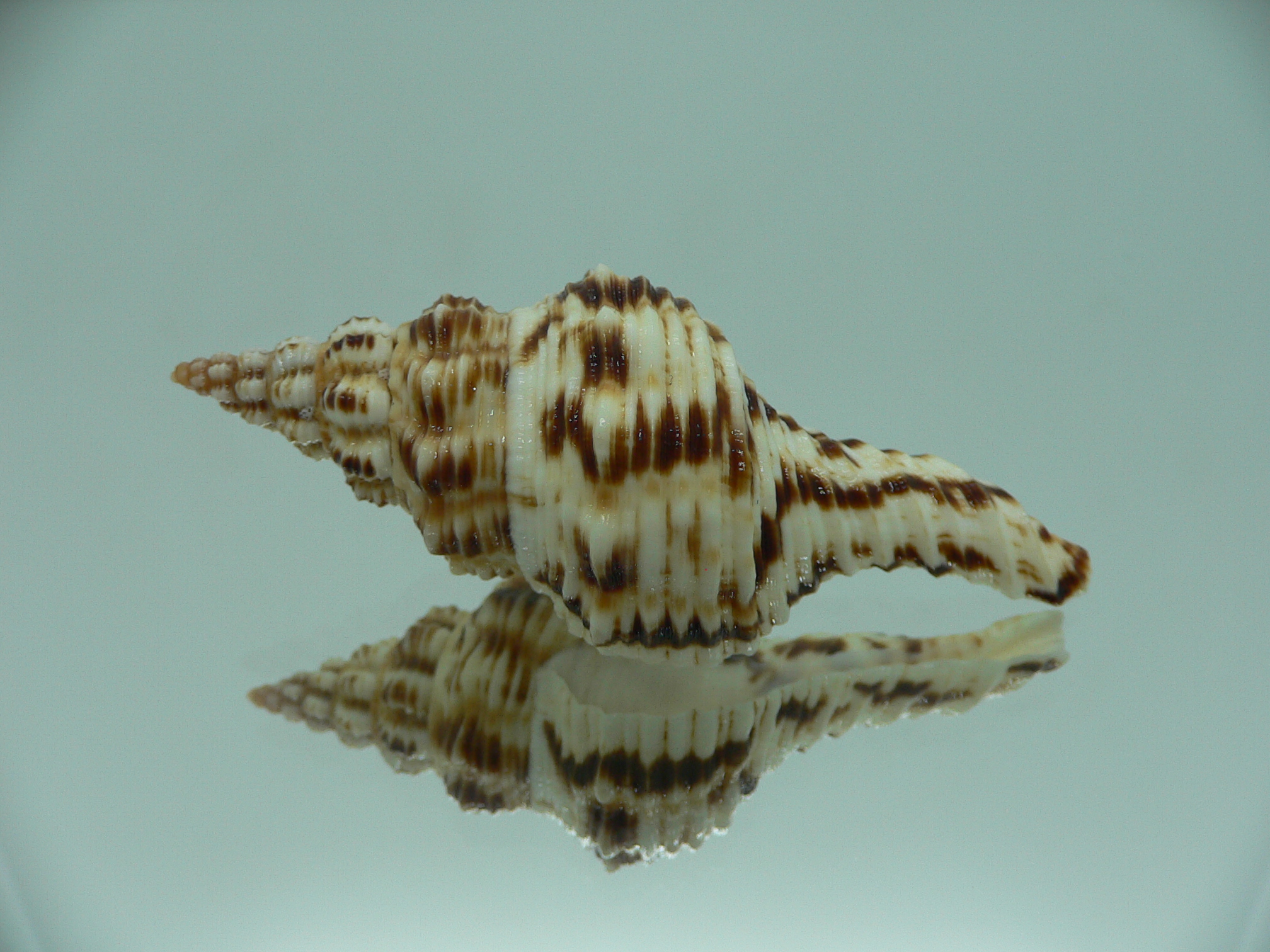 Marmorofusus nicobaricus DARK DWARF