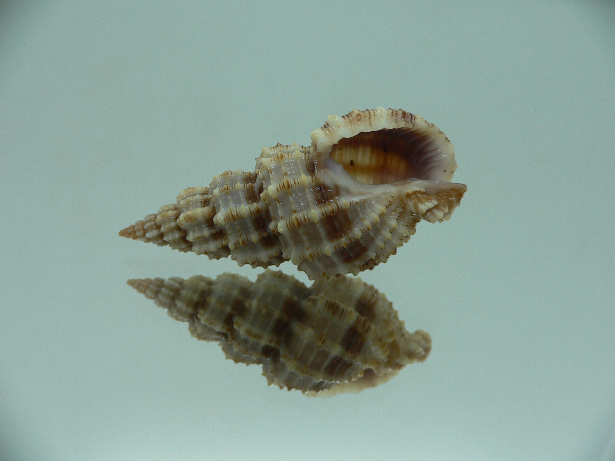 Phos senticosus SUPER & BIG