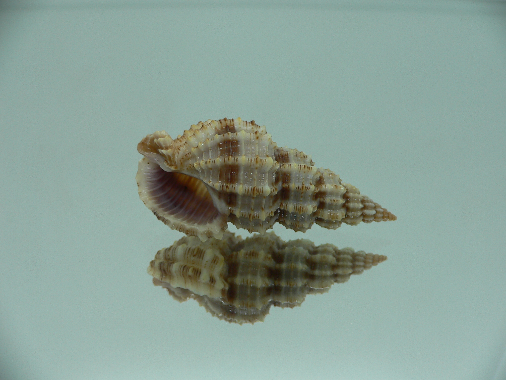 Phos senticosus SUPER & BIG