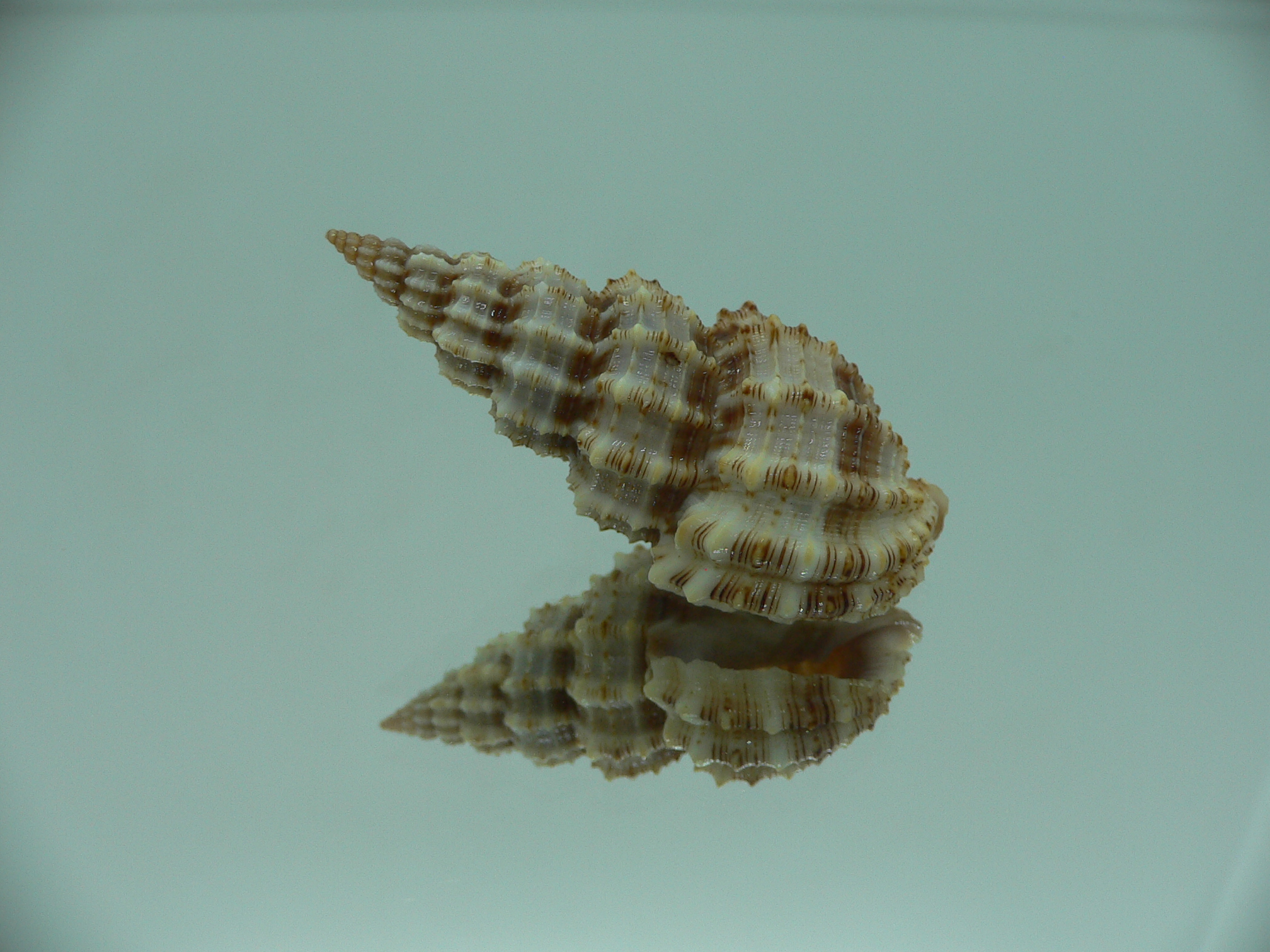 Phos senticosus SUPER & BIG