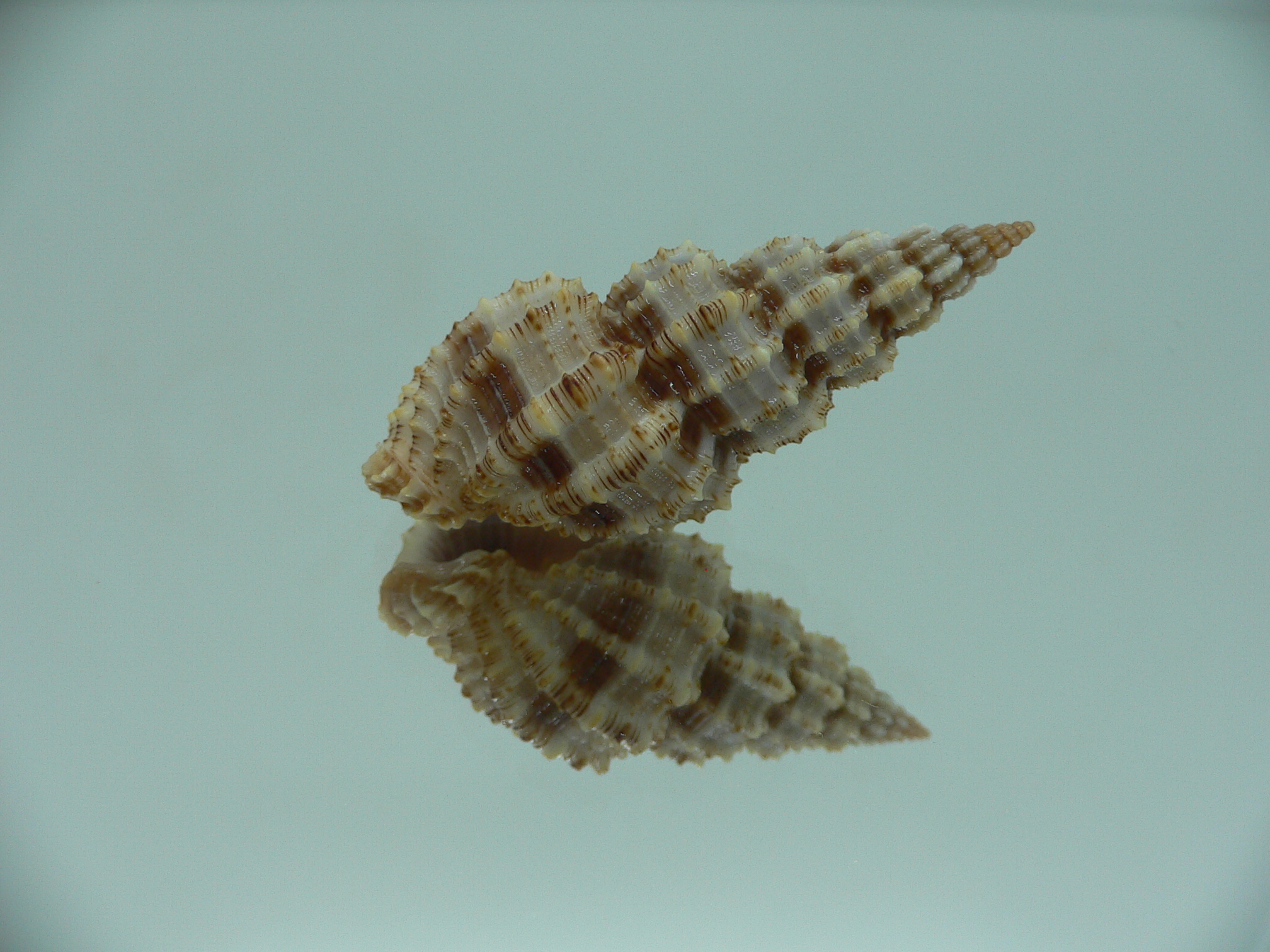 Phos senticosus SUPER & BIG