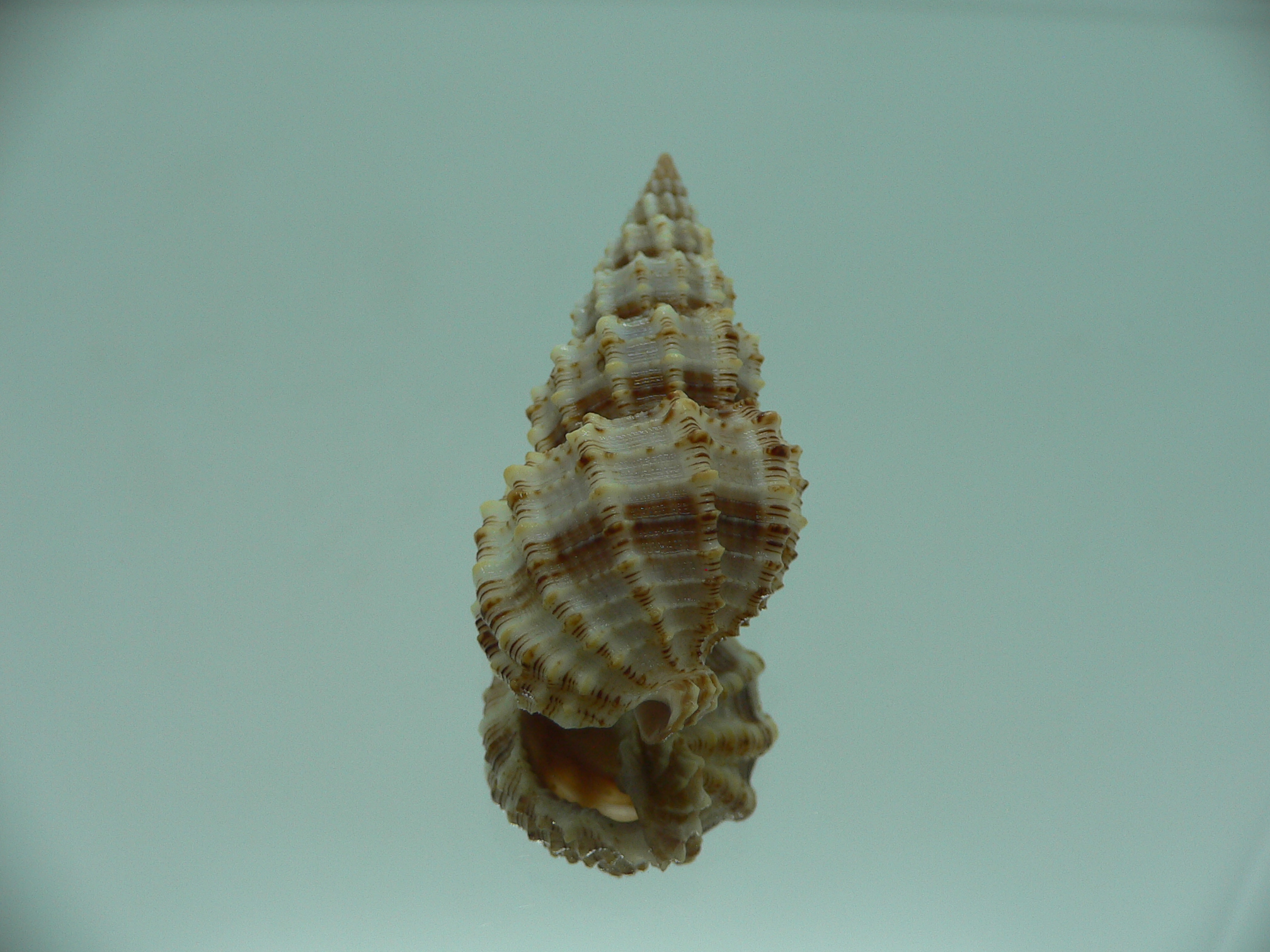 Phos senticosus SUPER & BIG