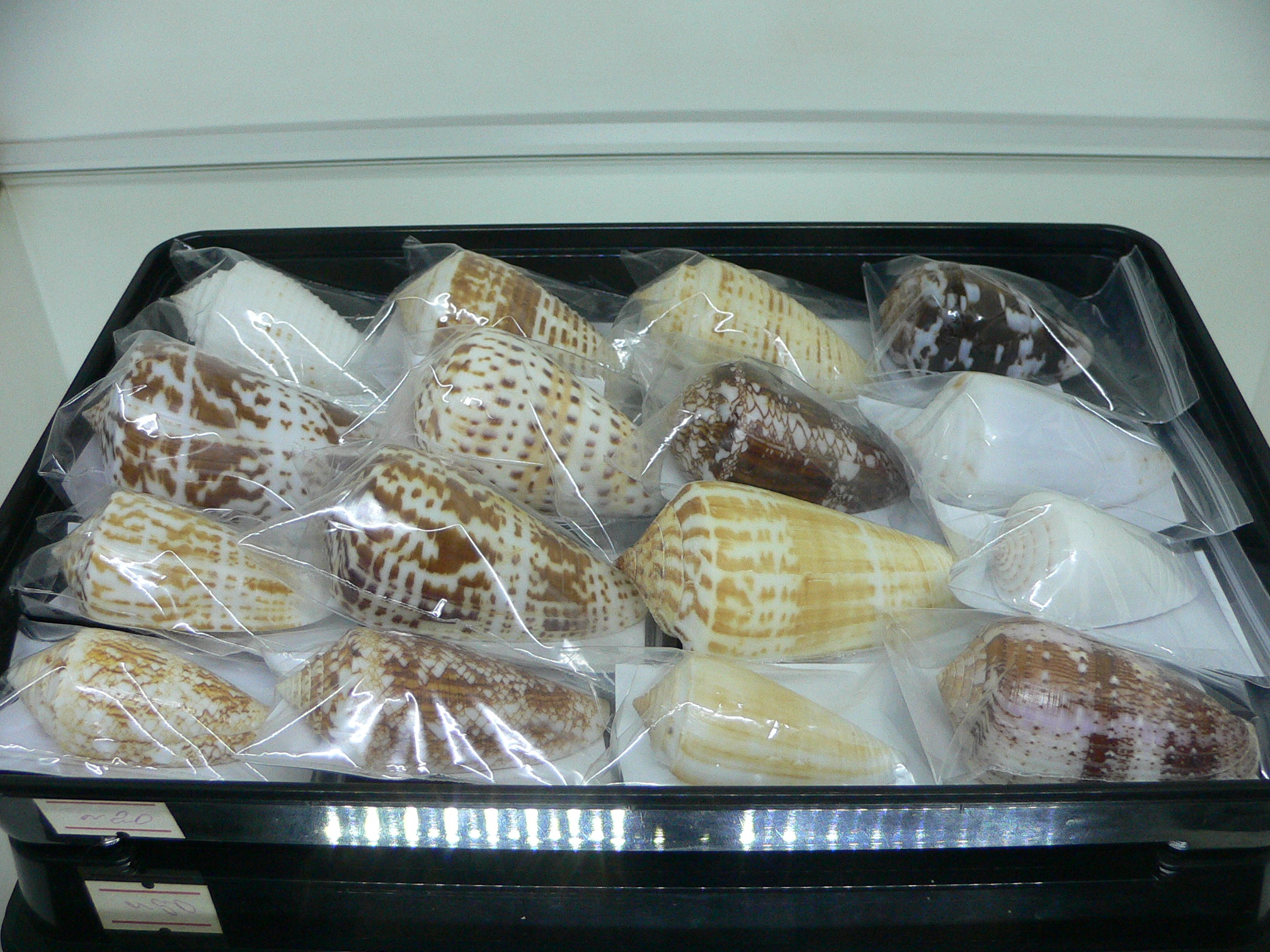 Conus floccatus