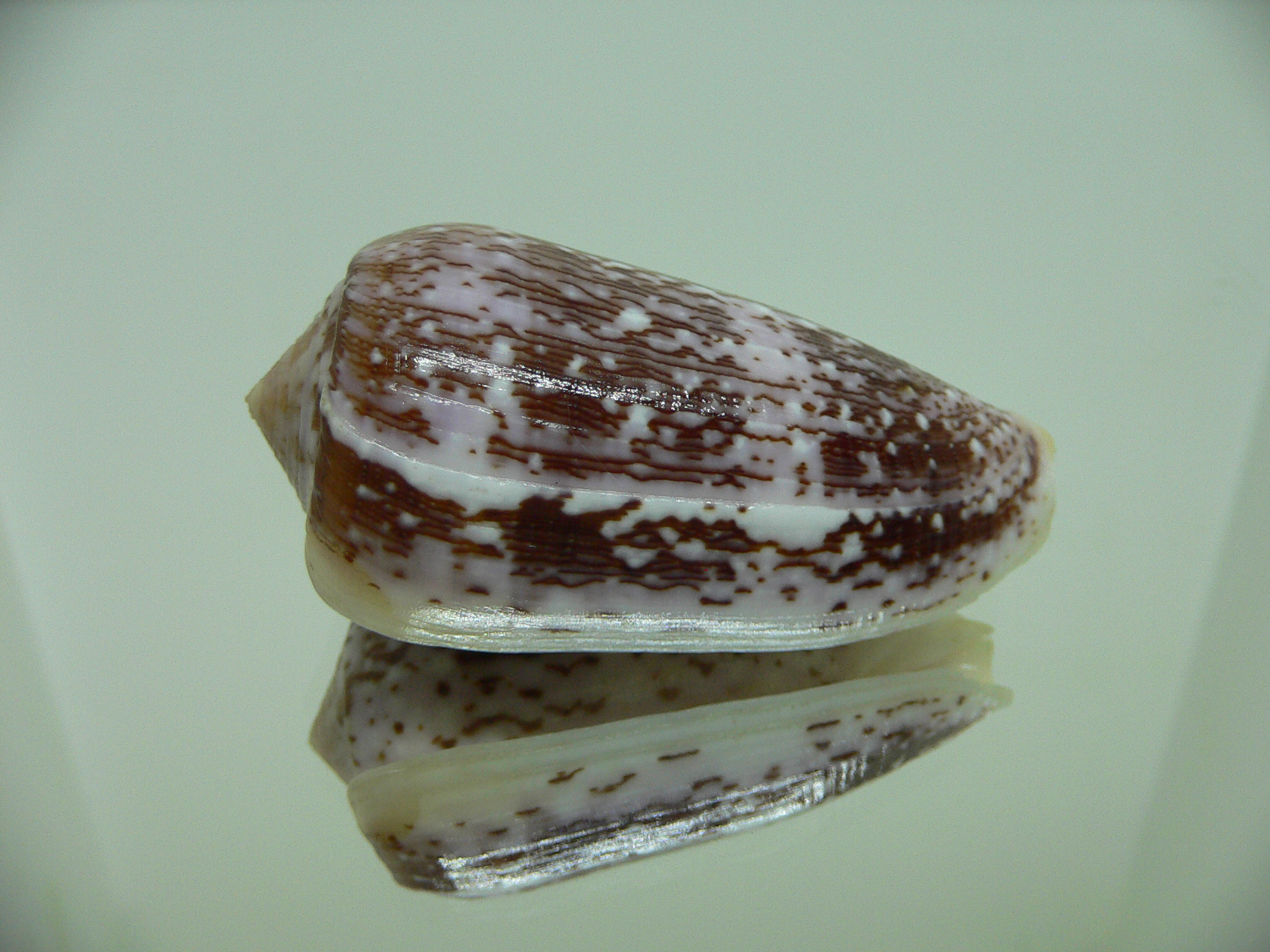 Conus floccatus
