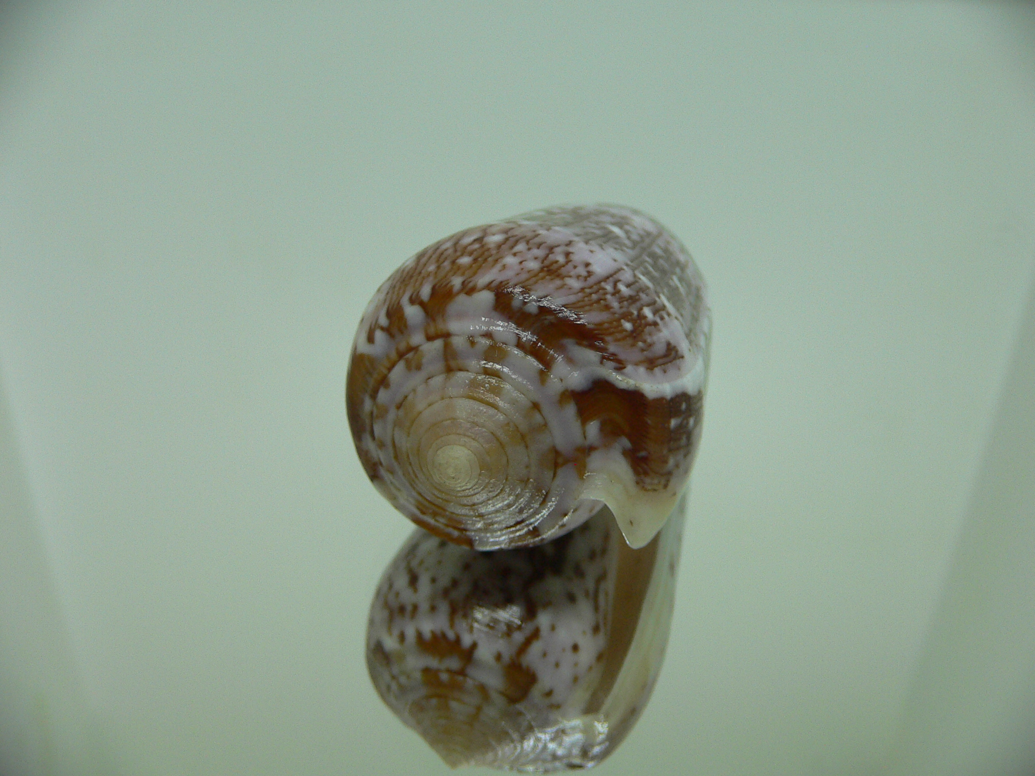 Conus floccatus