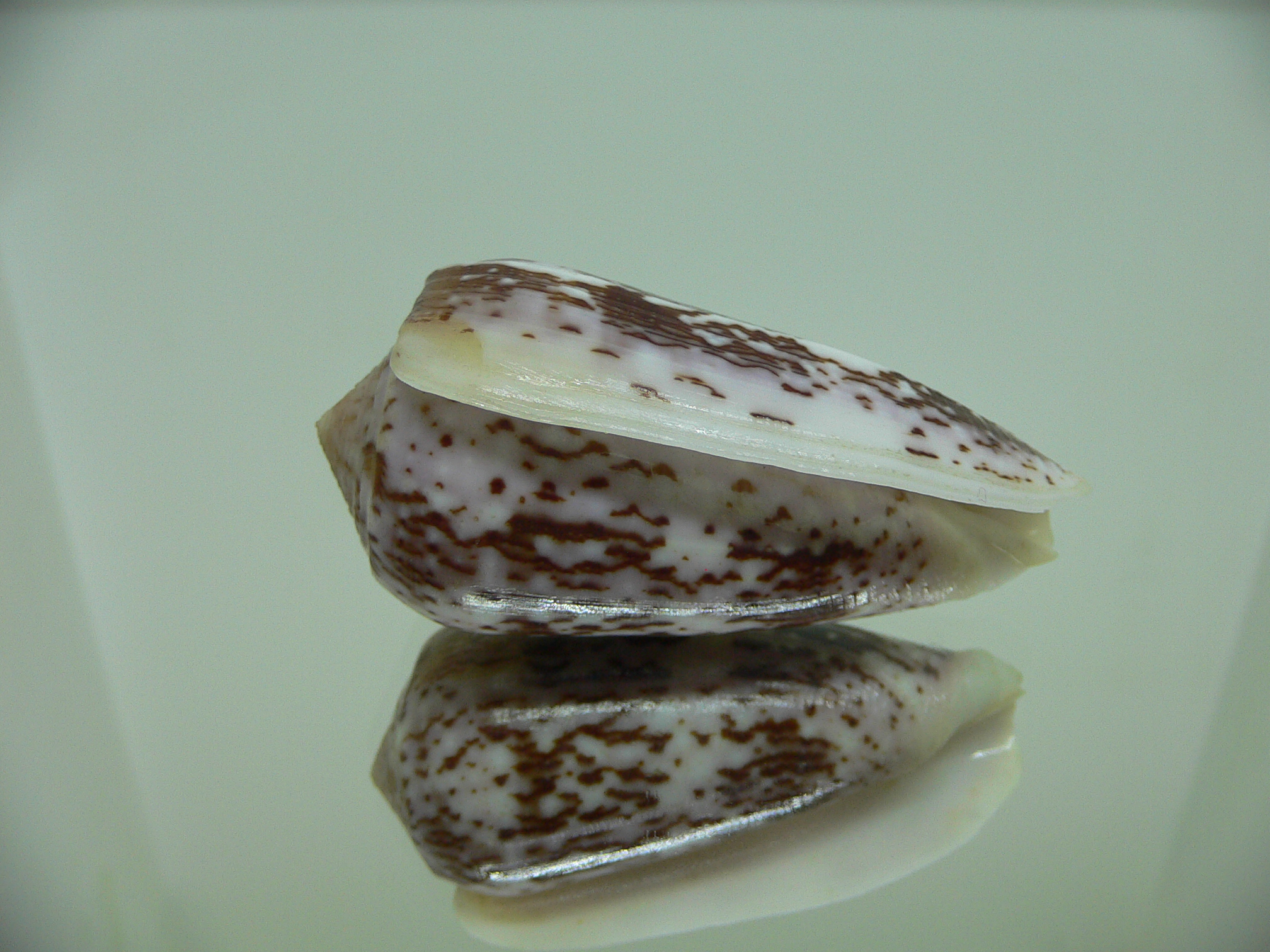 Conus floccatus