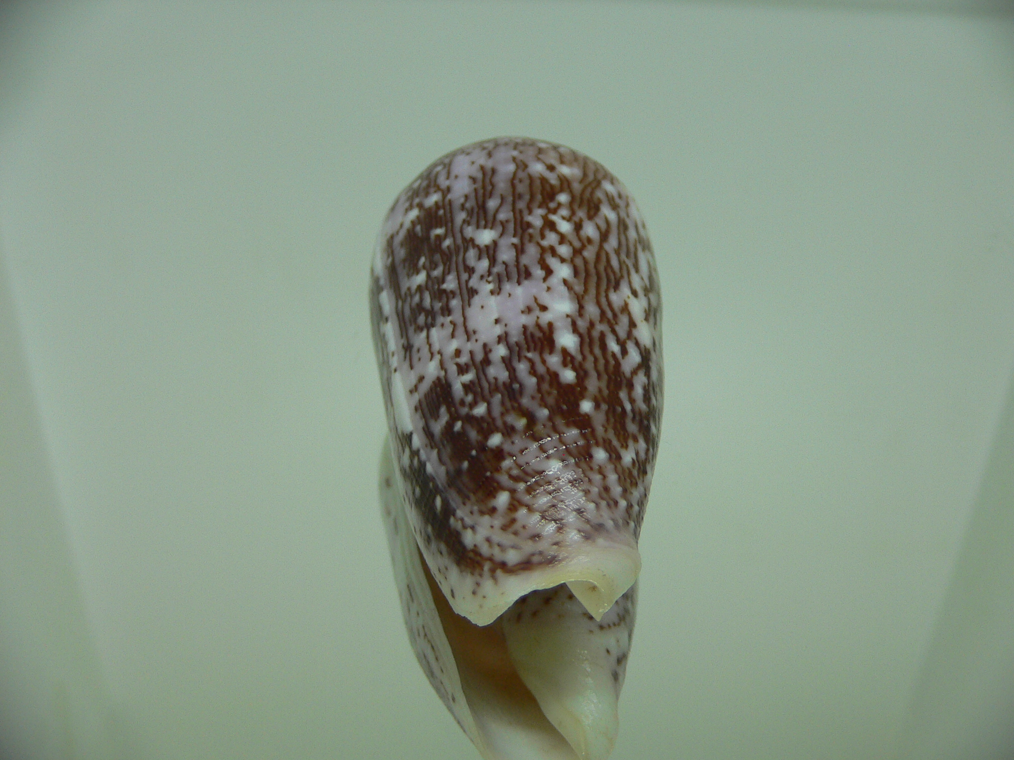Conus floccatus