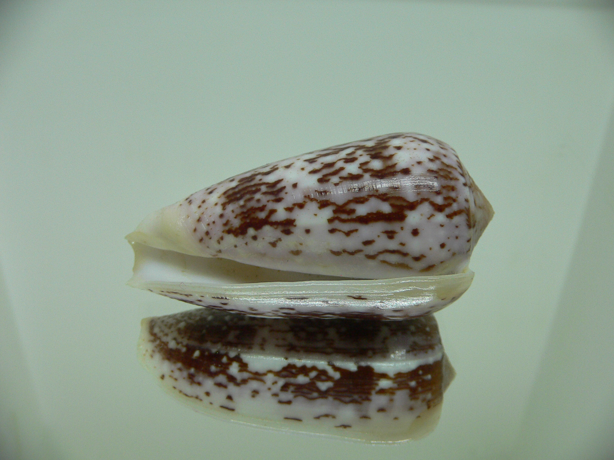 Conus floccatus
