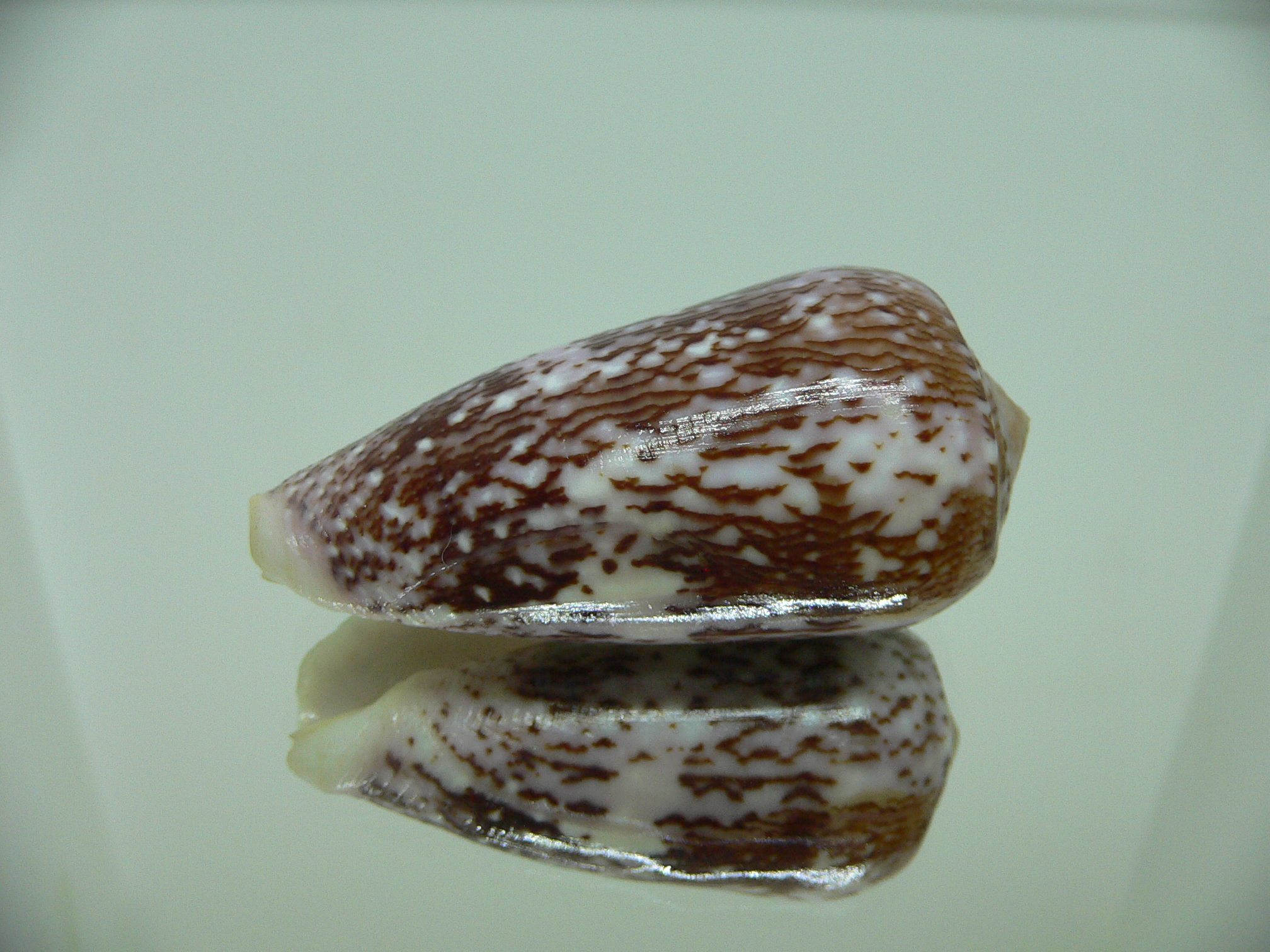 Conus floccatus