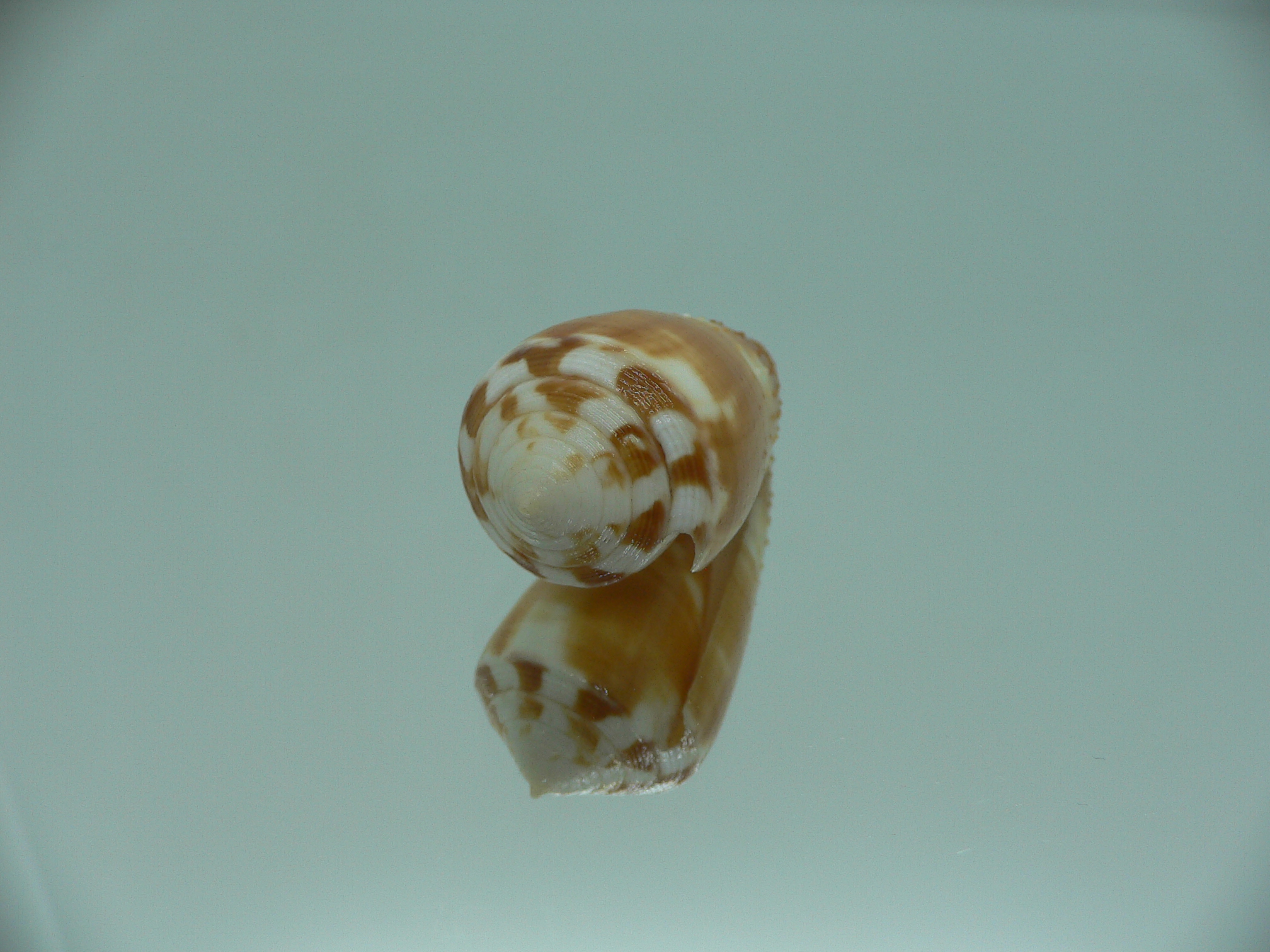 Conus magus metcalfii (var.)