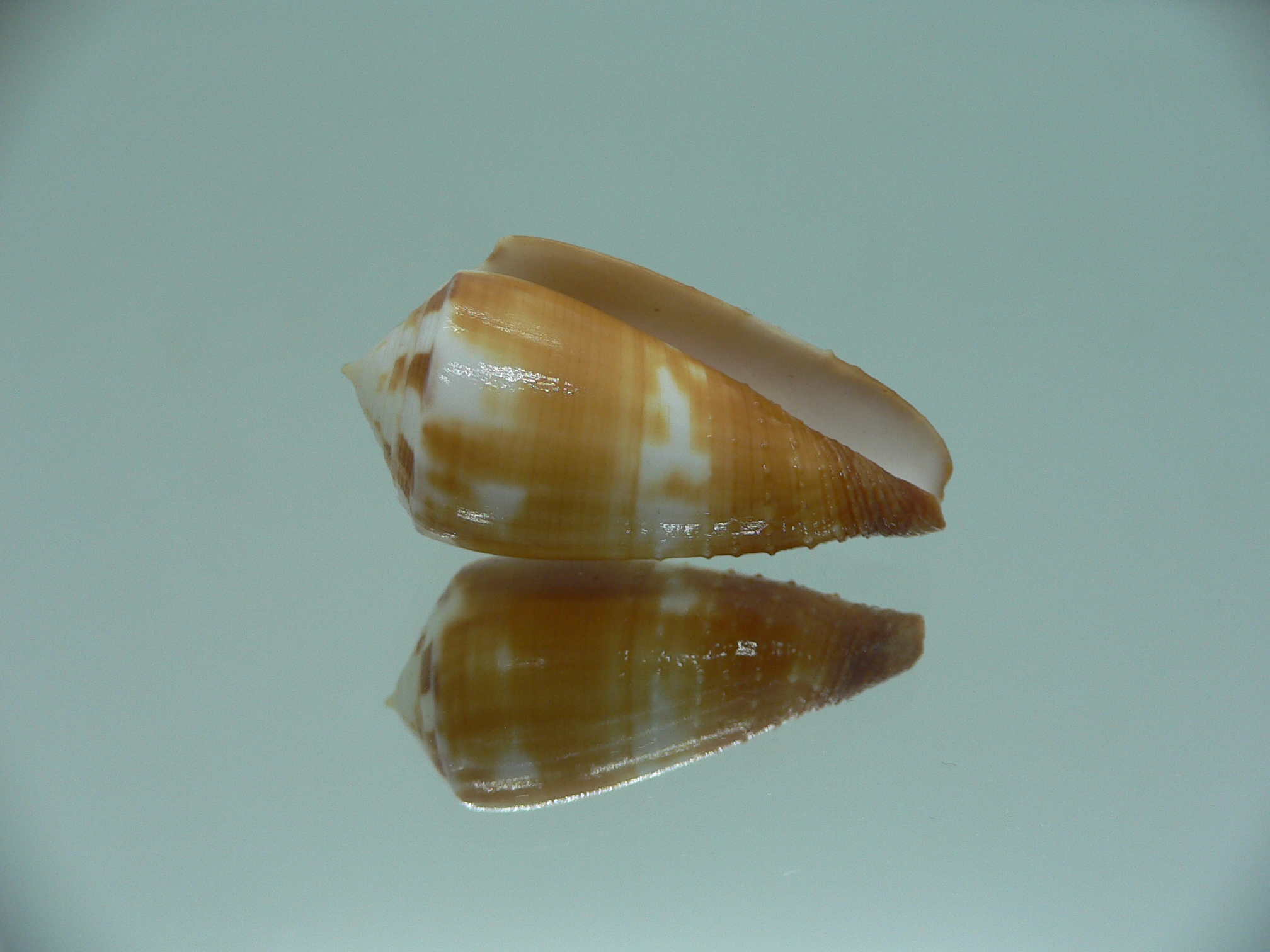 Conus magus metcalfii (var.)
