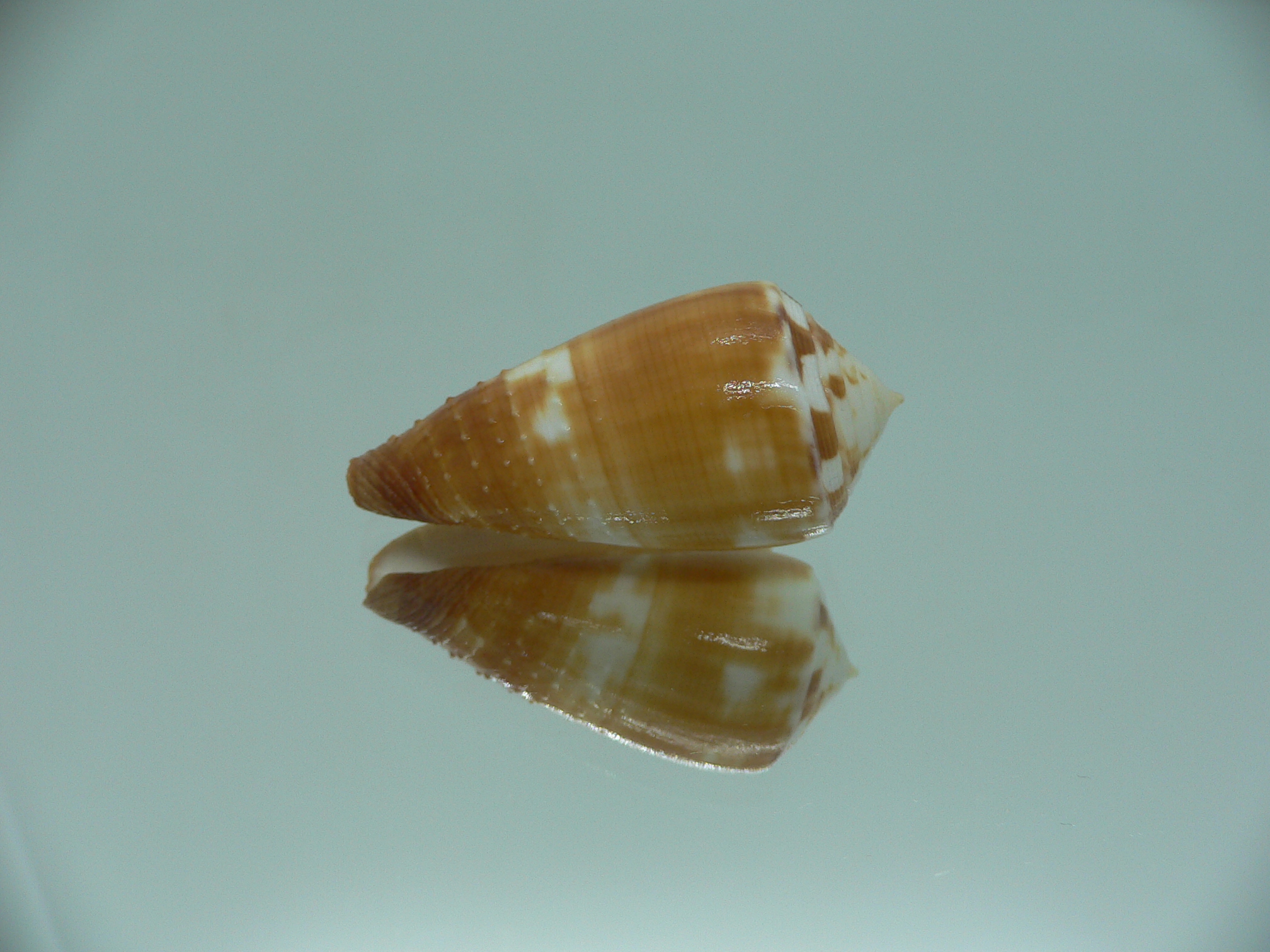 Conus magus metcalfii (var.)