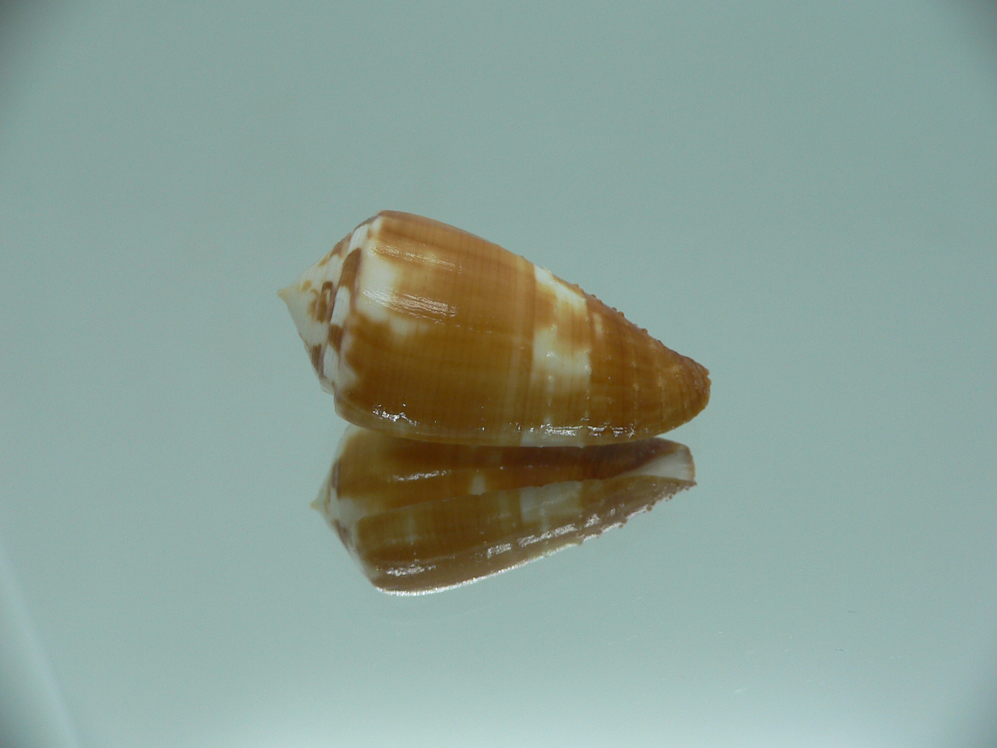 Conus magus metcalfii (var.)