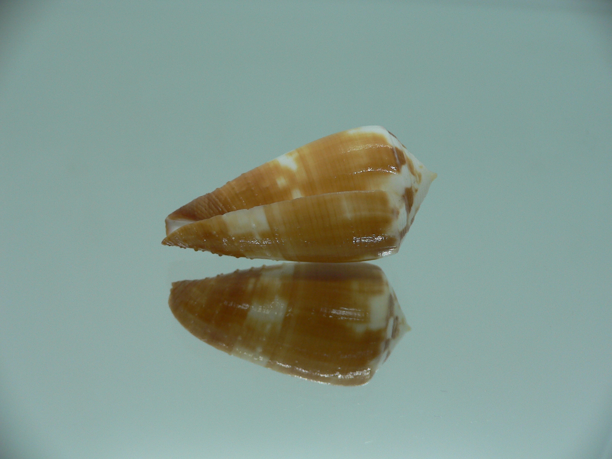 Conus magus metcalfii (var.)